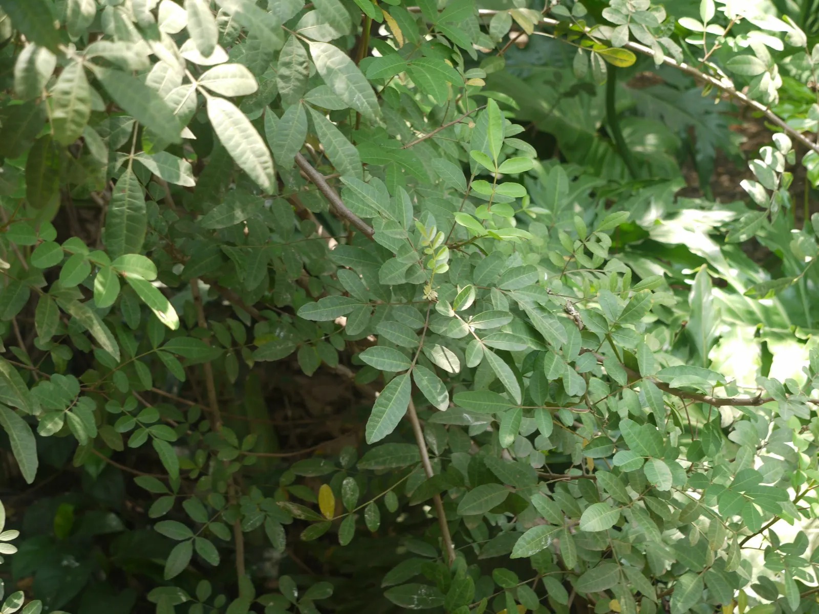 Brazilian Pepper Tree (Schinus Terebinthifolius) — white flowers in the garden; which consists of compound leaves ranging from 4 to 8 inches in length