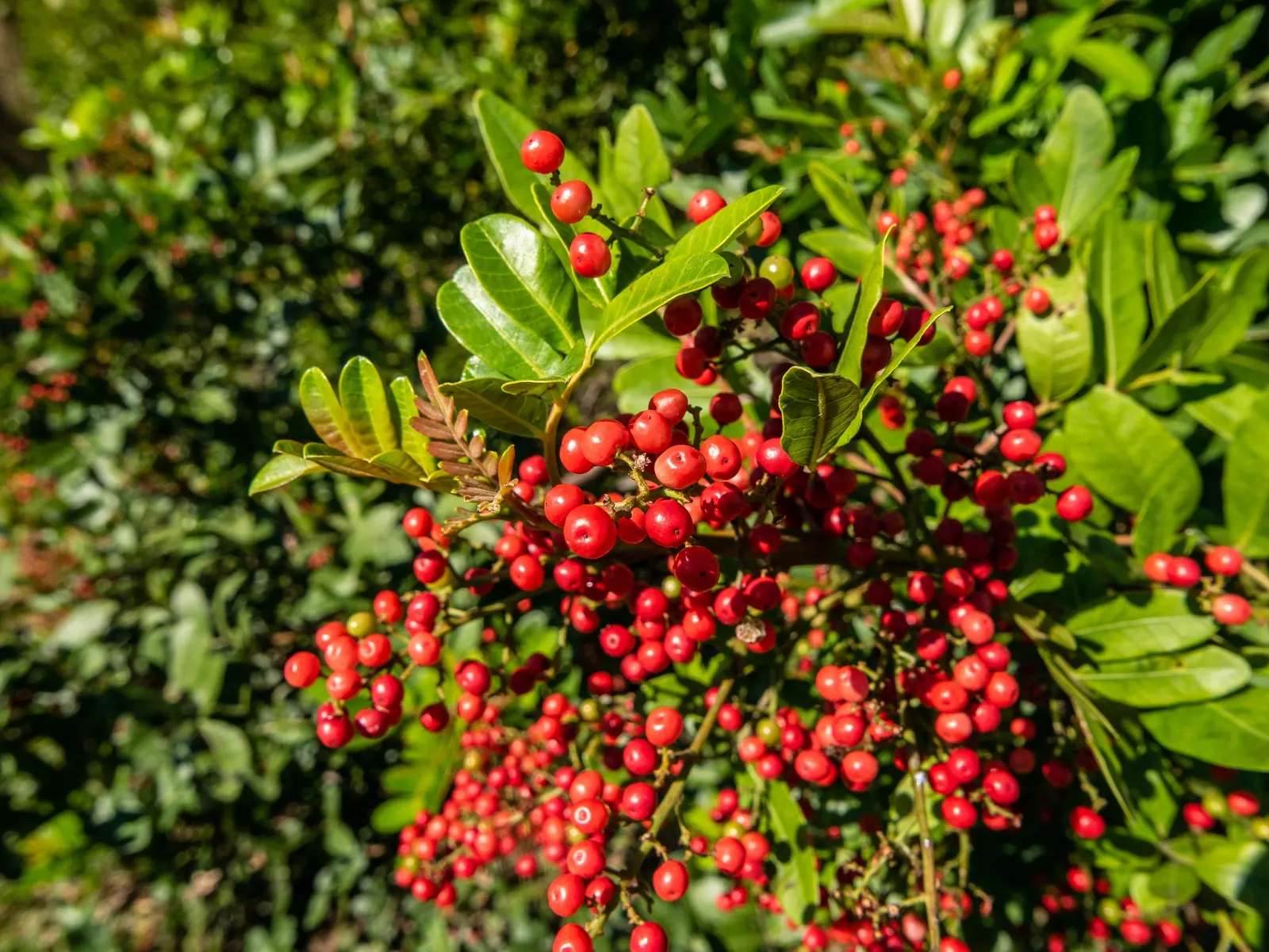 Brazilian Pepper Tree (Schinus Terebinthifolius) — Prefers full sun and adaptable to various soils; always consult local guidelines before, image 60