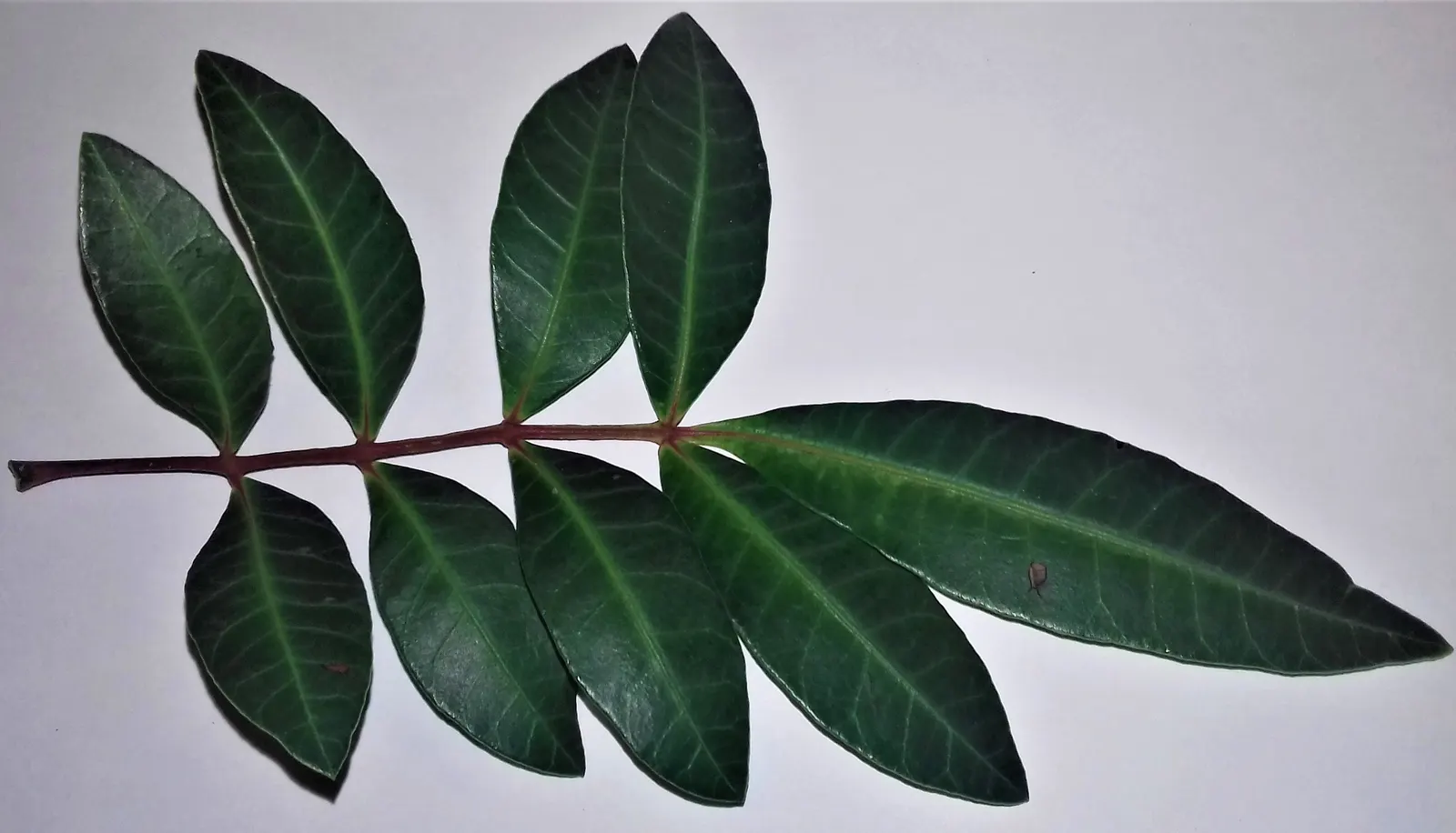 Brazilian Pepper Tree (Schinus Terebinthifolius) — Caution: it can displace native species and its sap may cause skin irritation; prefers full sun and
