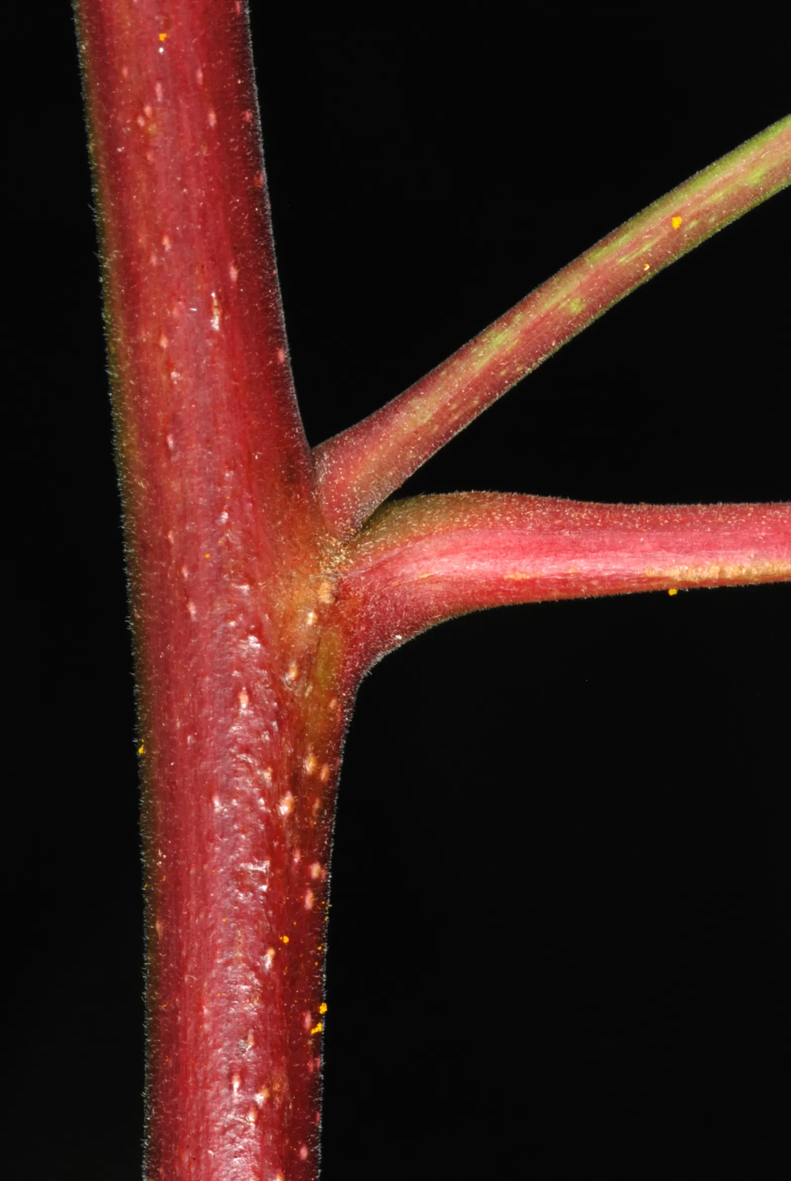 Brazilian Pepper Tree (Schinus Terebinthifolius) — it prefers well-draining soils; always consult local guidelines before incorporating this plant into a