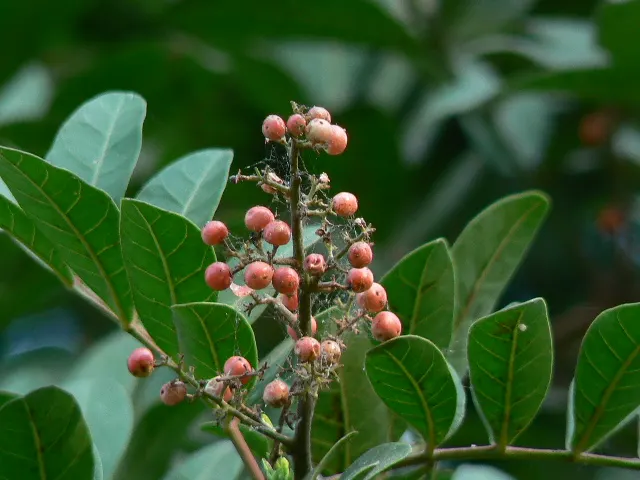 Brazilian Pepper Tree (Schinus Terebinthifolius) — Caution: it can displace native species and its sap may cause skin irritation