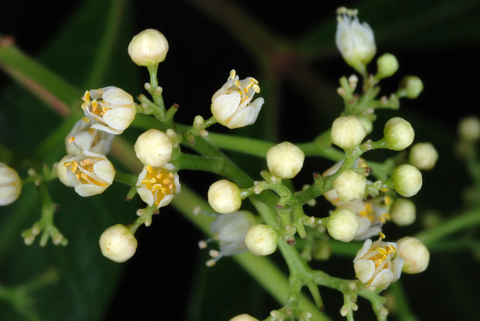 Brazilian Pepper Tree (Schinus Terebinthifolius) — scientifically known as Schinus terebinthifolius