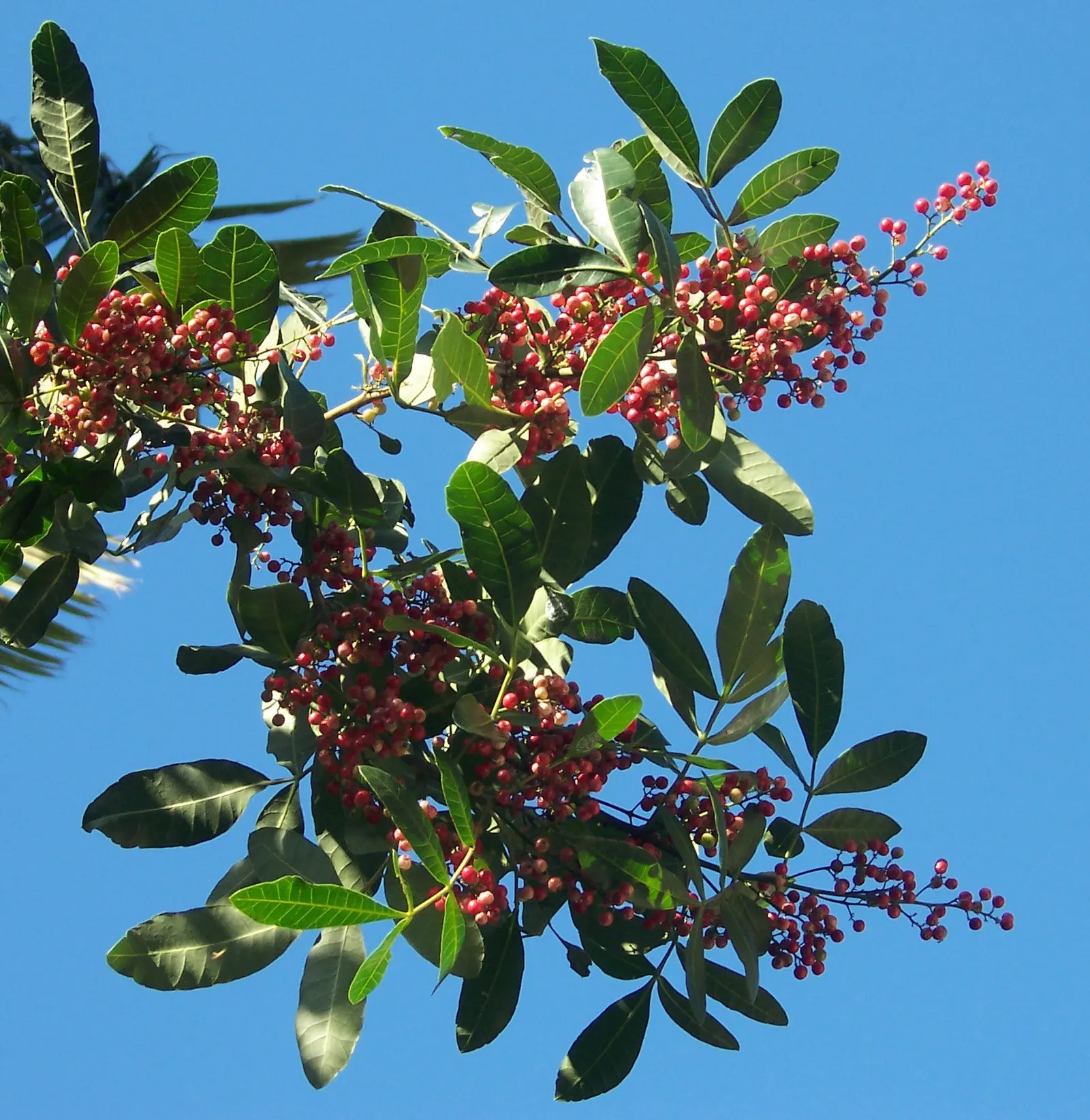 Brazilian Pepper Tree (Schinus Terebinthifolius) — while attractive to birds; which consists of compound leaves ranging from 4 to 8 inches in length, image 74