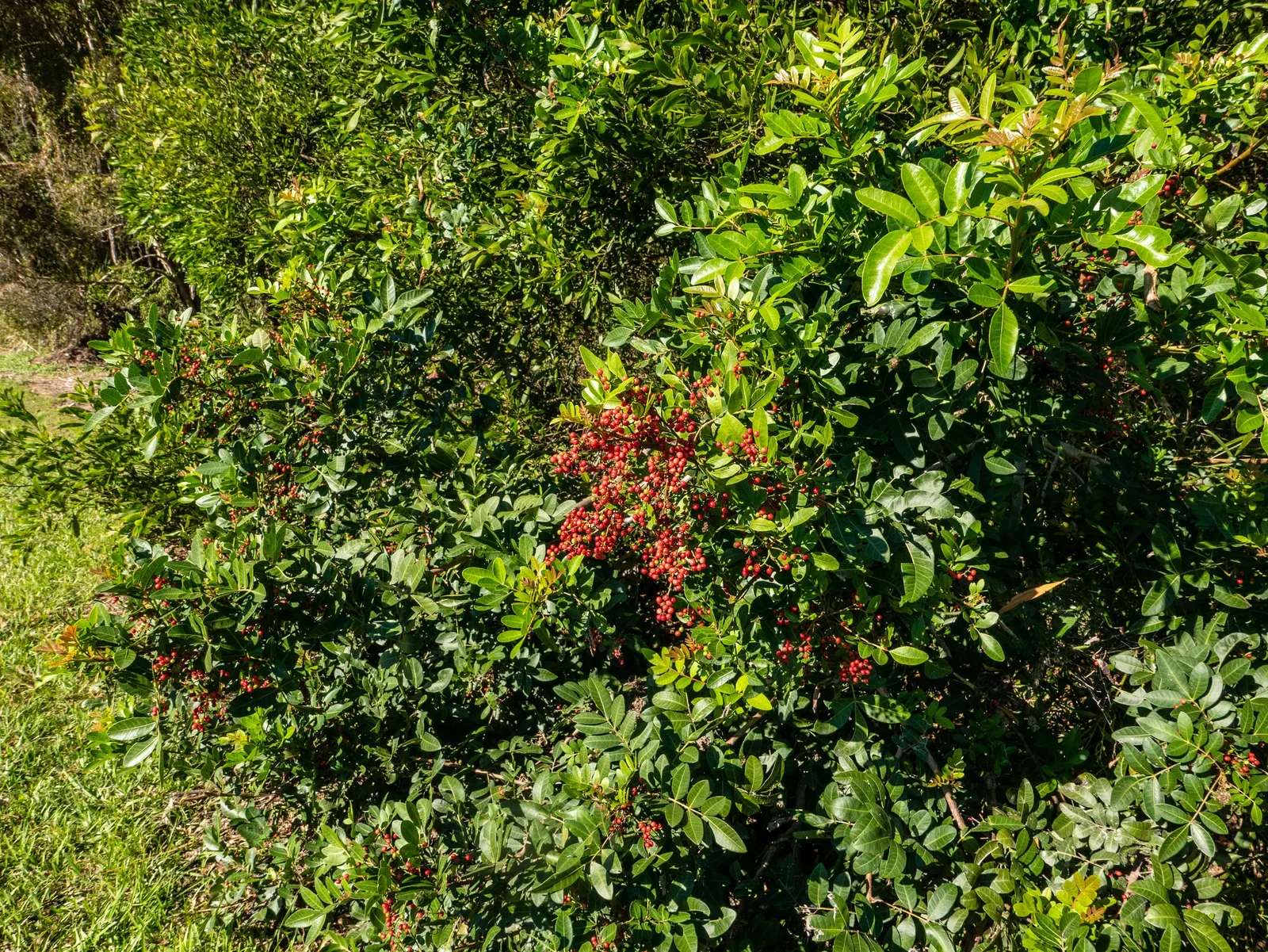 Brazilian Pepper Tree (Schinus Terebinthifolius) — tree with white blooms; while attractive to birds