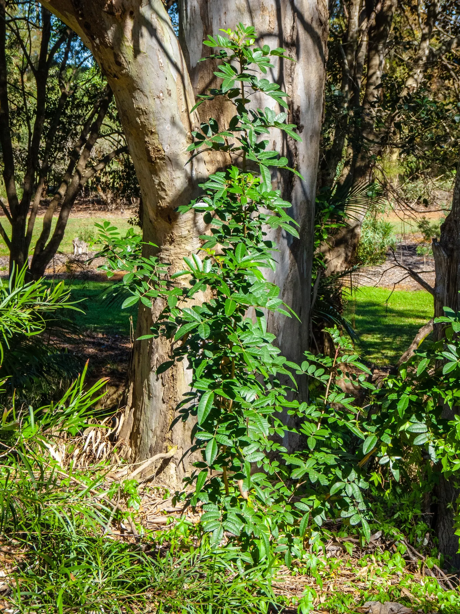 Brazilian Pepper Tree (Schinus Terebinthifolius) — this species produces small white flowers arranged in narrow; while attractive to birds, image 71