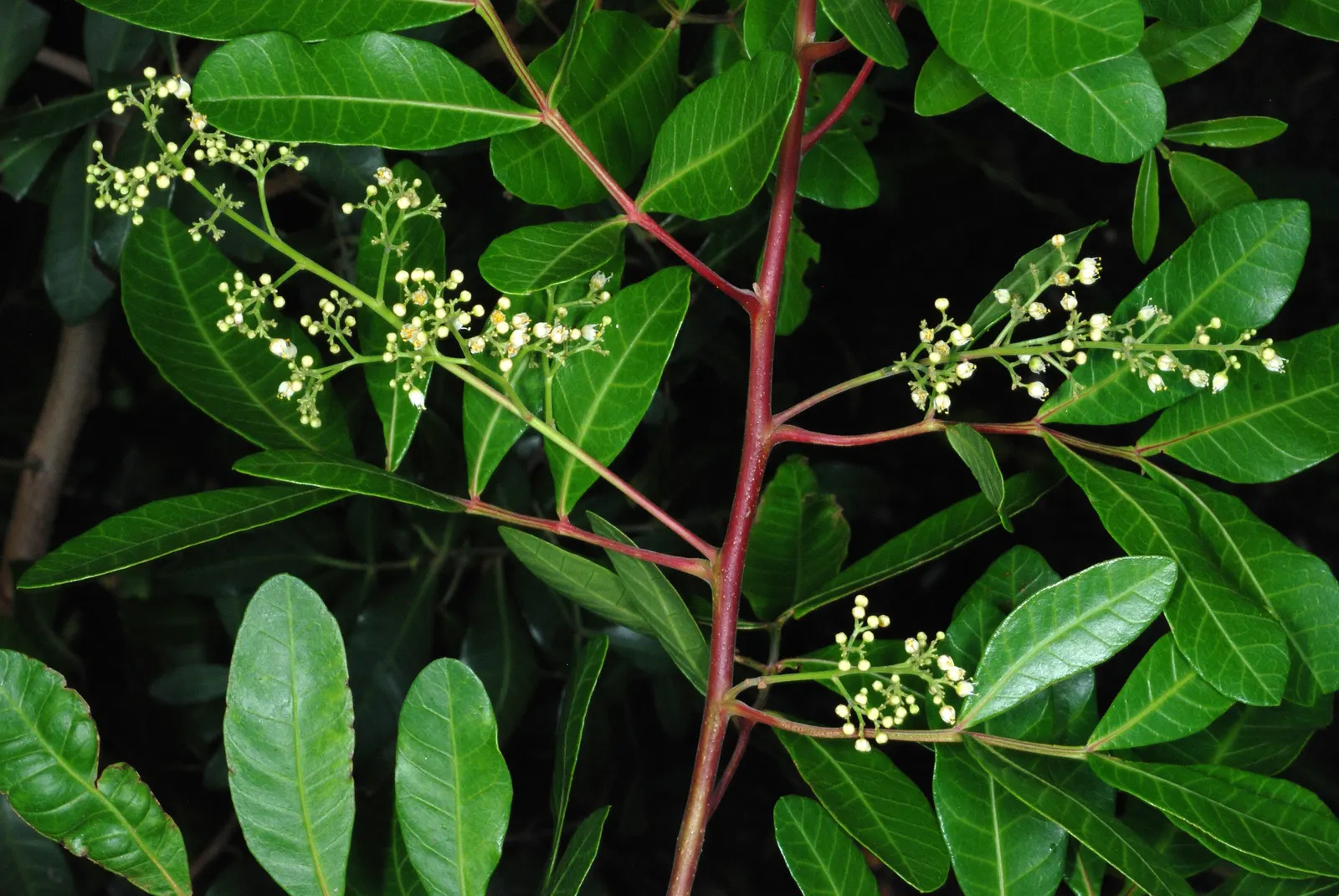 Brazilian Pepper Tree (Schinus Terebinthifolius) — Brazilian Pepper Tree (Schinus terebinthifolius) is an invasive evergreen