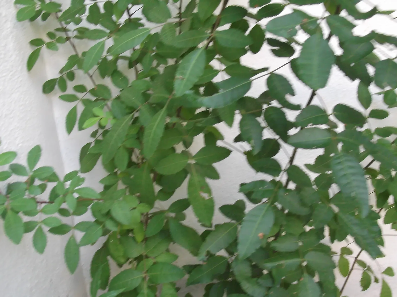 Brazilian Pepper Tree (Schinus Terebinthifolius) — it prefers well-draining soils