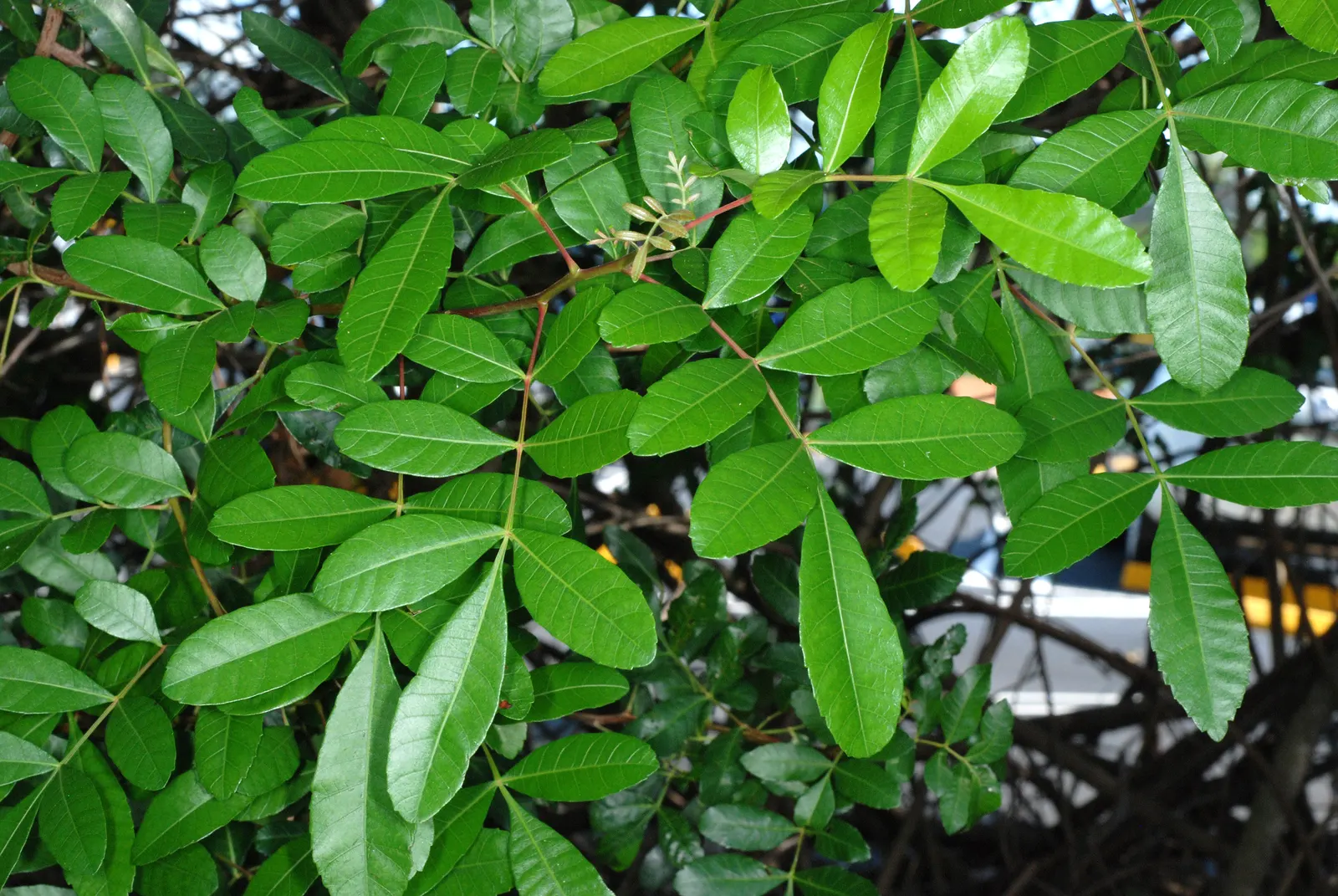 Brazilian Pepper Tree (Schinus Terebinthifolius) — it may be considered a prohibited species due to its aggressive growth habits; always consult local