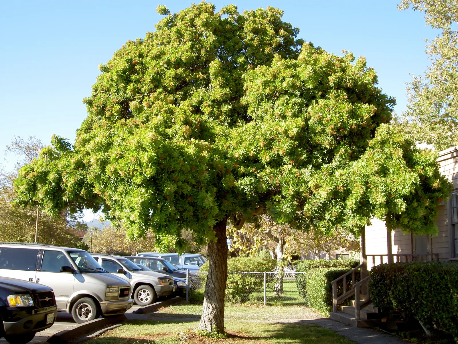 Brazilian Pepper Tree (Schinus Terebinthifolius) — is a robust evergreen species native to subtropical and tropical zones of South America