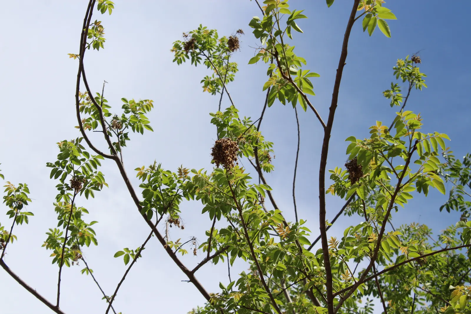 Brazilian Pepper Tree (Schinus Terebinthifolius) — It bears red, ornamental berries; while attractive to birds