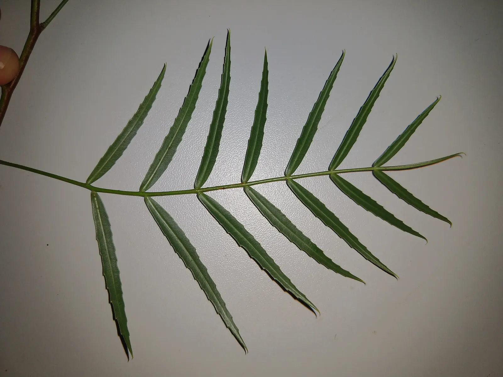 Brazilian Pepper Tree (Schinus Terebinthifolius) — It is an ornamental yet invasive plant, reaching heights of 15 to 30 feet with a comparable, image 66