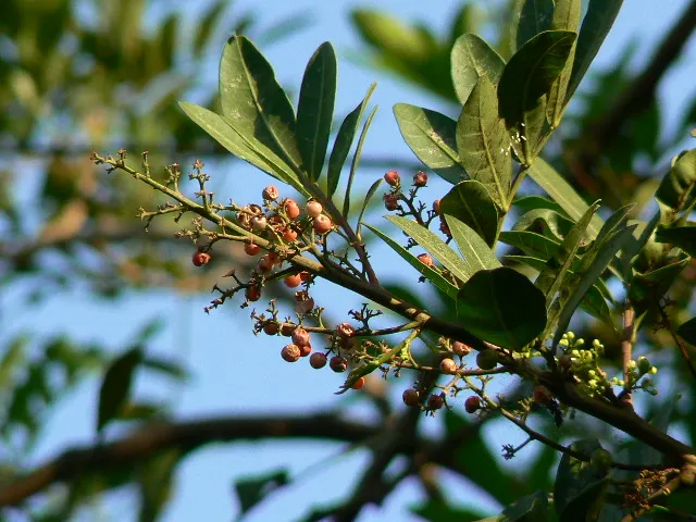 Brazilian Pepper Tree (Schinus Terebinthifolius) — and emit a distinctive peppery aroma when crushed.<br><br>Throughout winter; which consists of compound