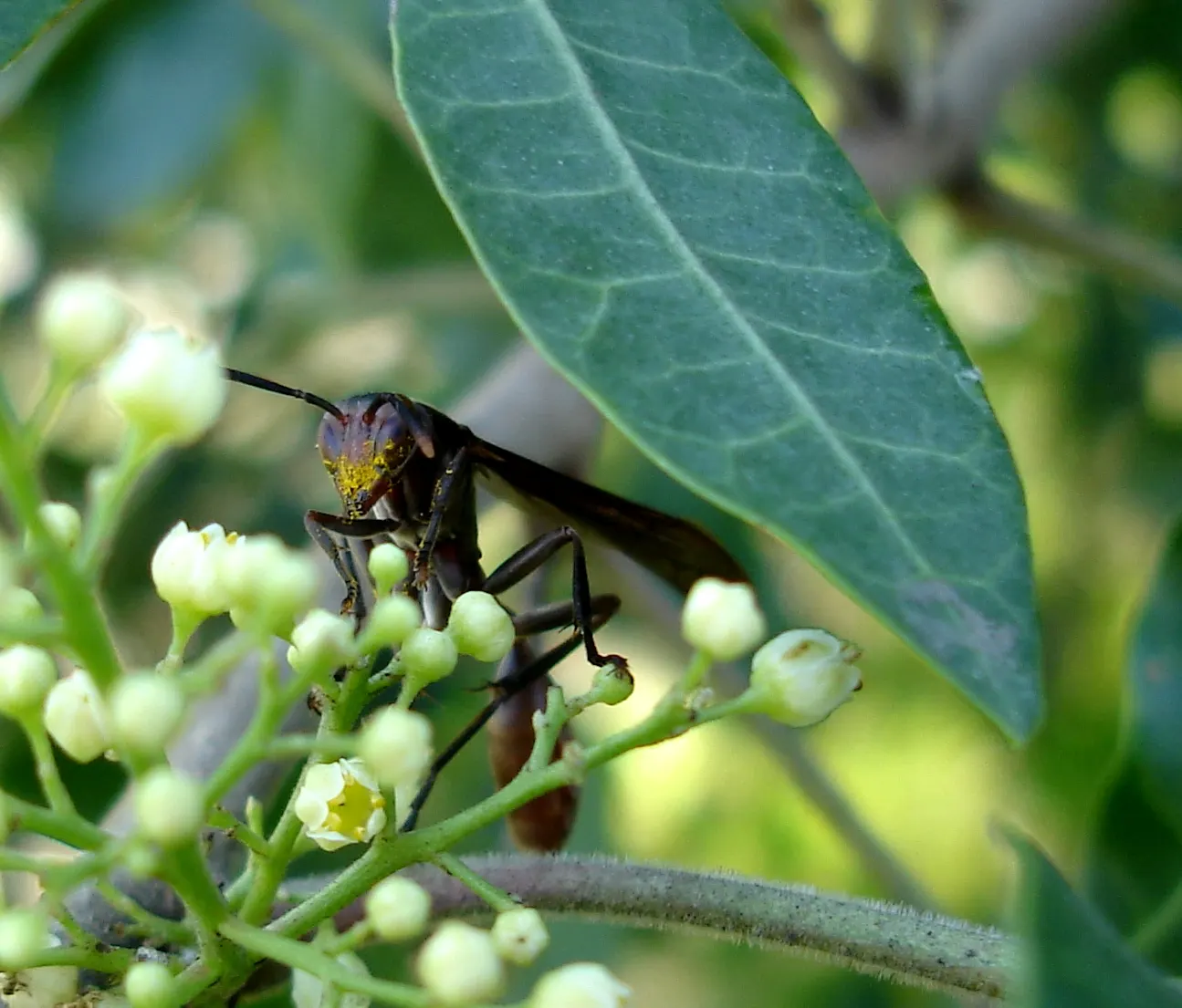 Brazilian Pepper Tree (Schinus Terebinthifolius) — Caution: it can displace native species and its sap may cause skin irritation; prefers full sun, image 61