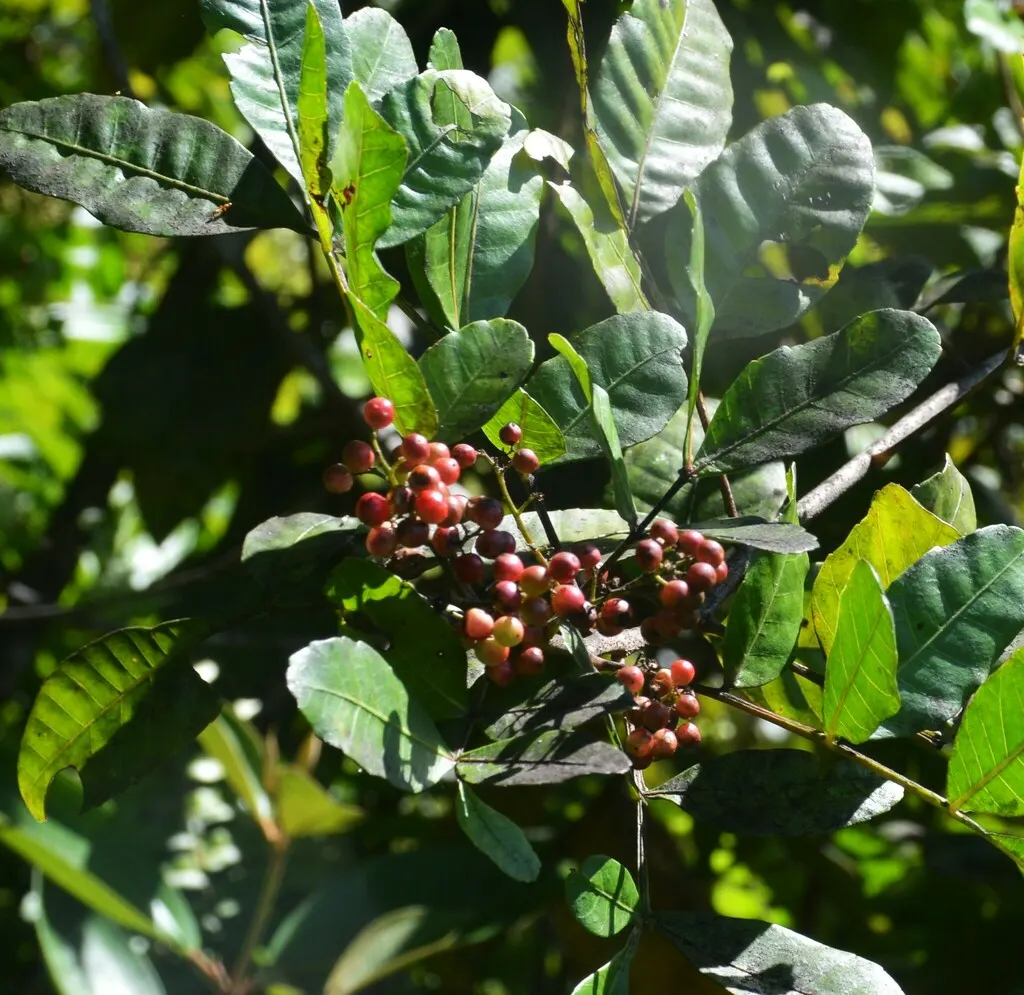 Brazilian Pepper Tree (Schinus Terebinthifolius) — With lustrous foliage, it reaches up to 30-40ft in height and a 20-30ft spread; which consists of compound