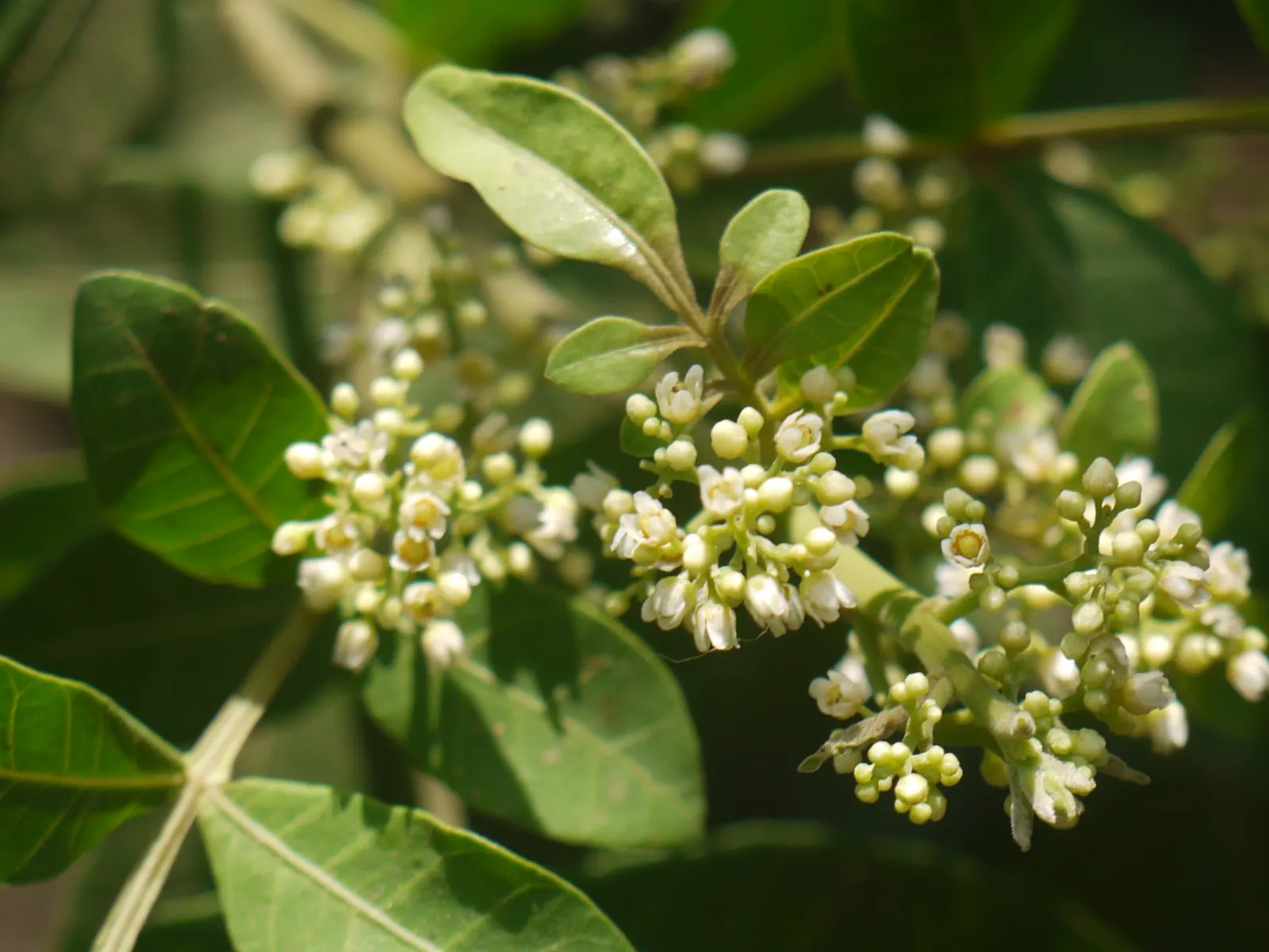 Brazilian Pepper Tree (Schinus Terebinthifolius) — which consists of compound leaves ranging from 4 to 8 inches in length; while attractive to birds