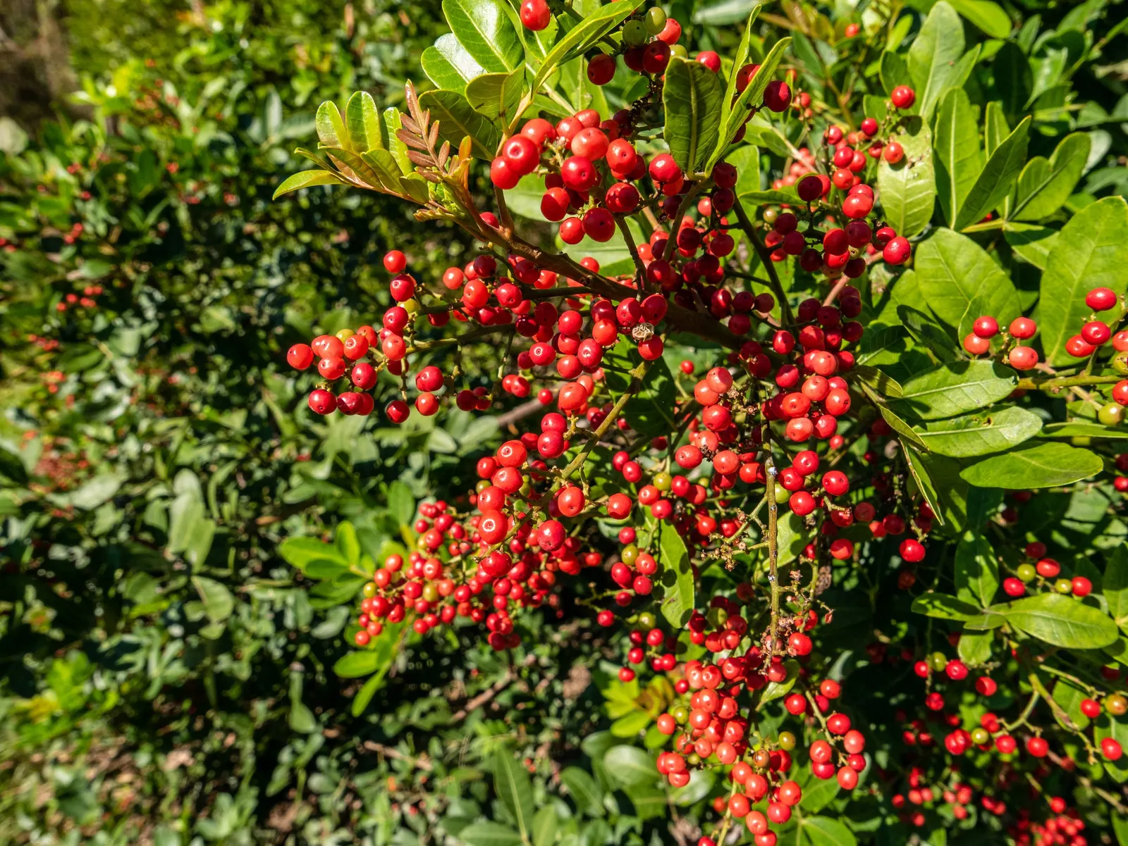 Brazilian Pepper Tree (Schinus Terebinthifolius) — Always consult local guidelines before incorporating this plant into a landscape design; prefers full sun
