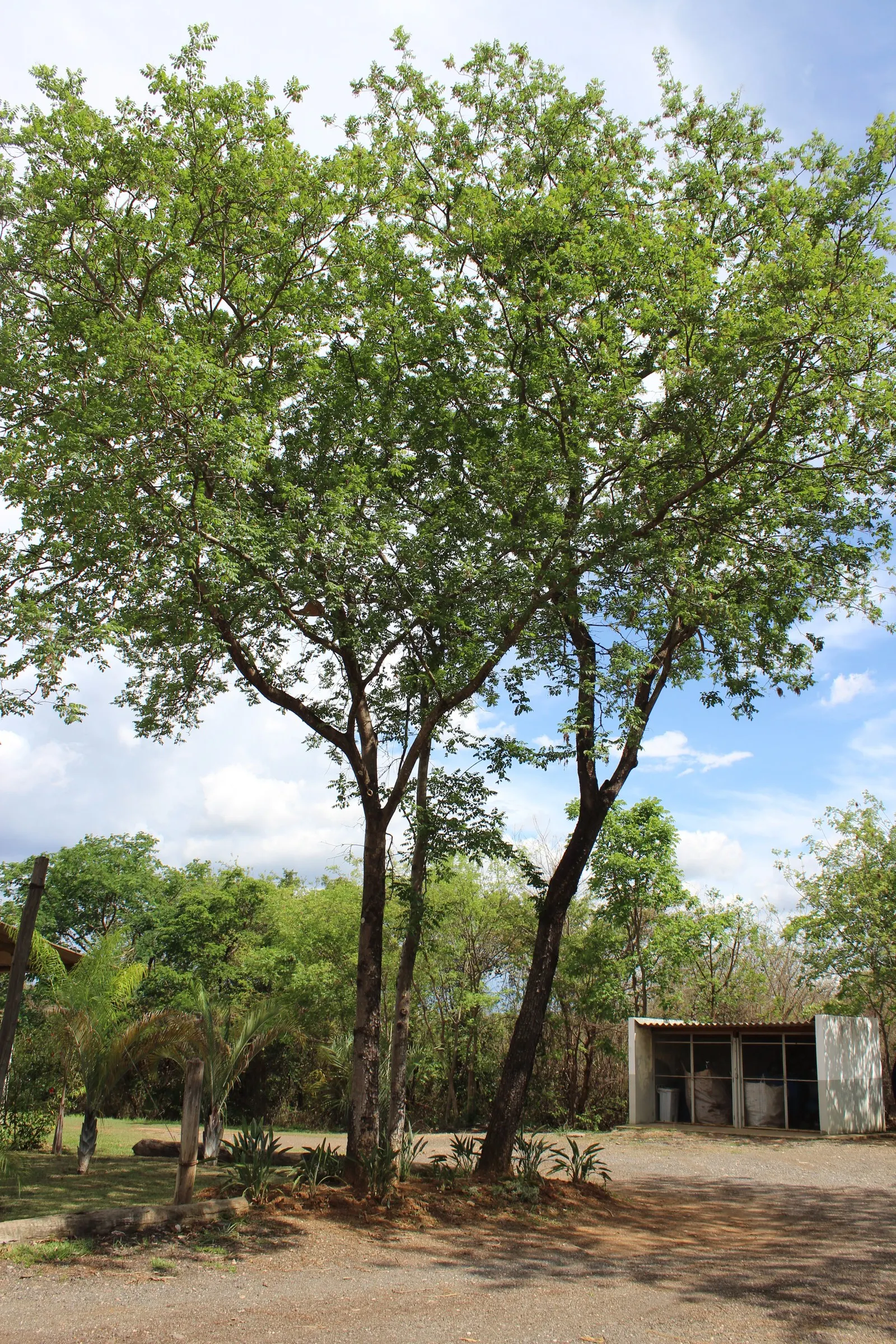 Brazilian Pepper Tree (Schinus Terebinthifolius) — gardeners should be cautious as it can be allergenic to some individuals; while attractive to birds