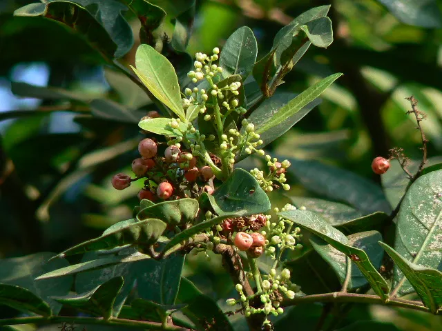 Brazilian Pepper Tree (Schinus Terebinthifolius) — It bears red, ornamental berries