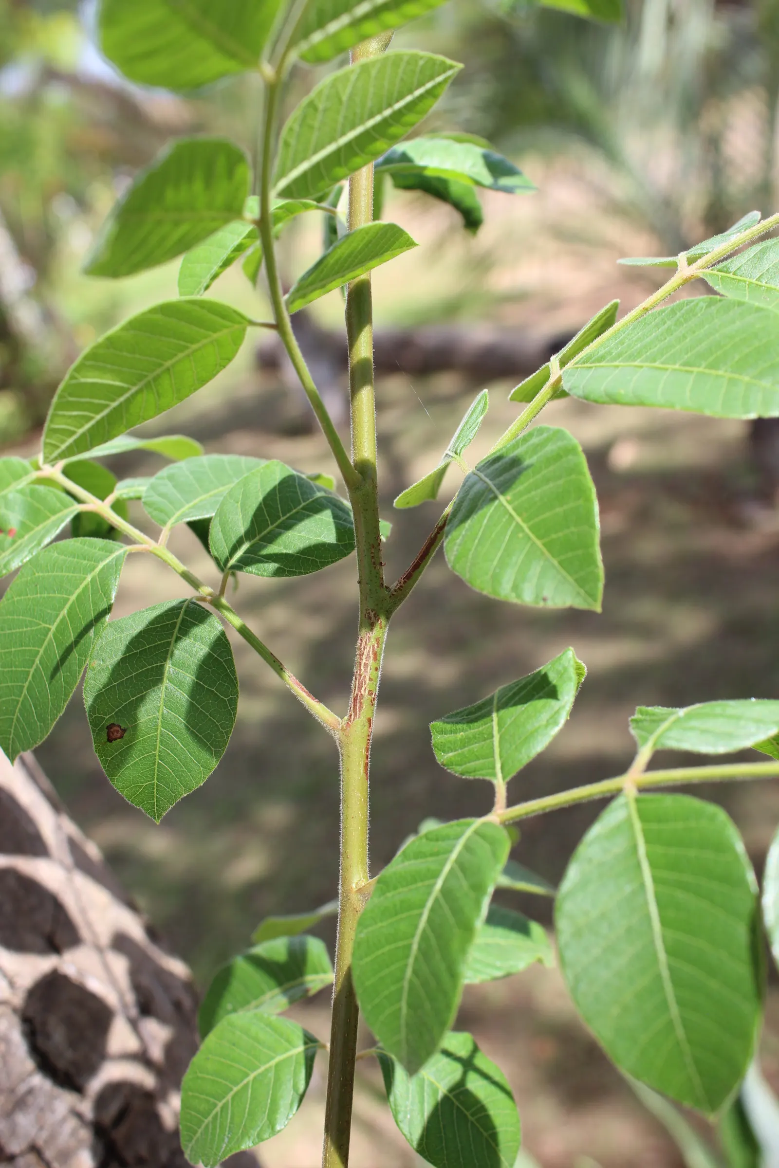 Brazilian Pepper Tree (Schinus Terebinthifolius) — Not recommended for ecological landscaping; while attractive to birds, image 63