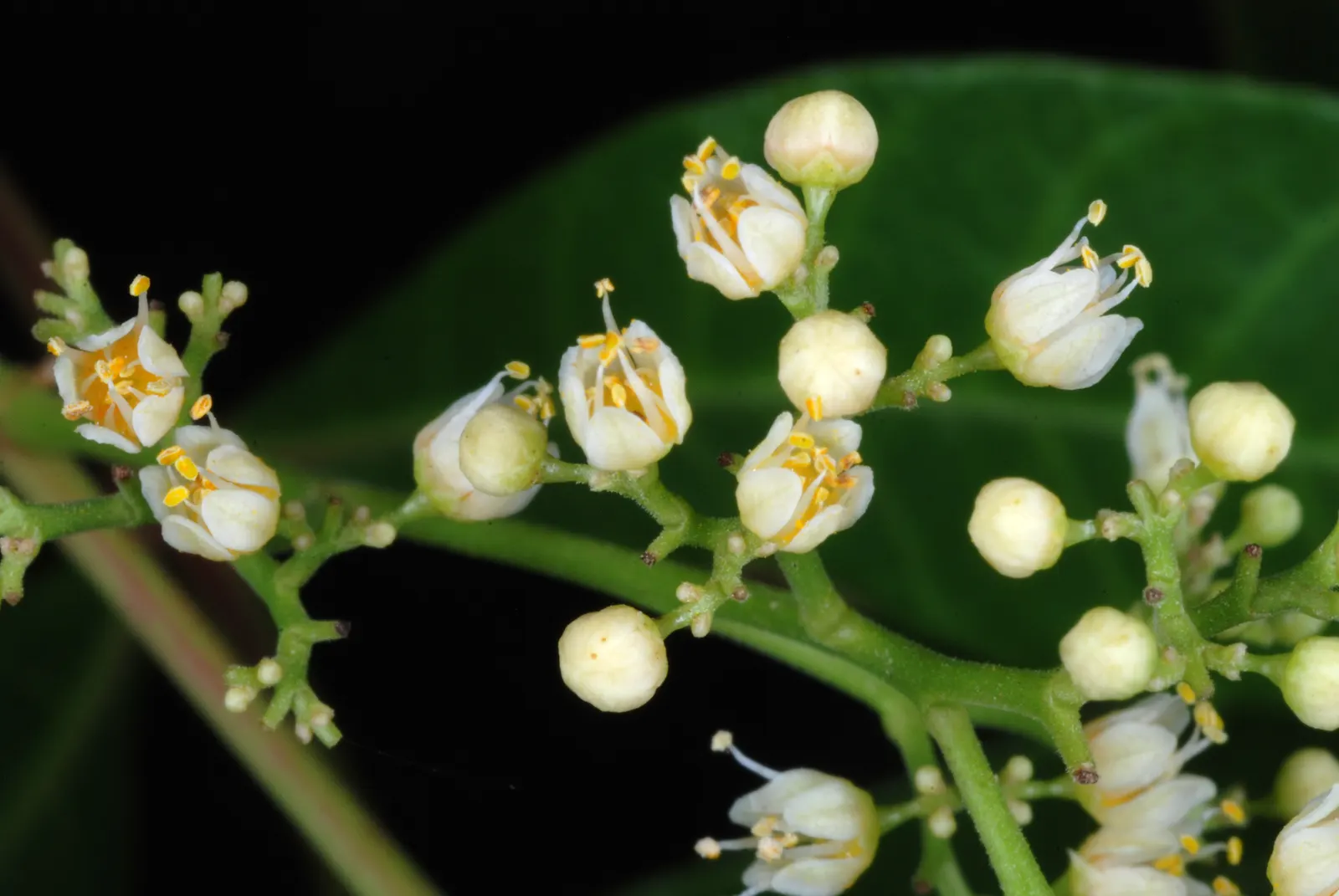 Brazilian Pepper Tree (Schinus Terebinthifolius) — gardeners should be cautious as it can be allergenic to some individuals; while attractive to, image 79