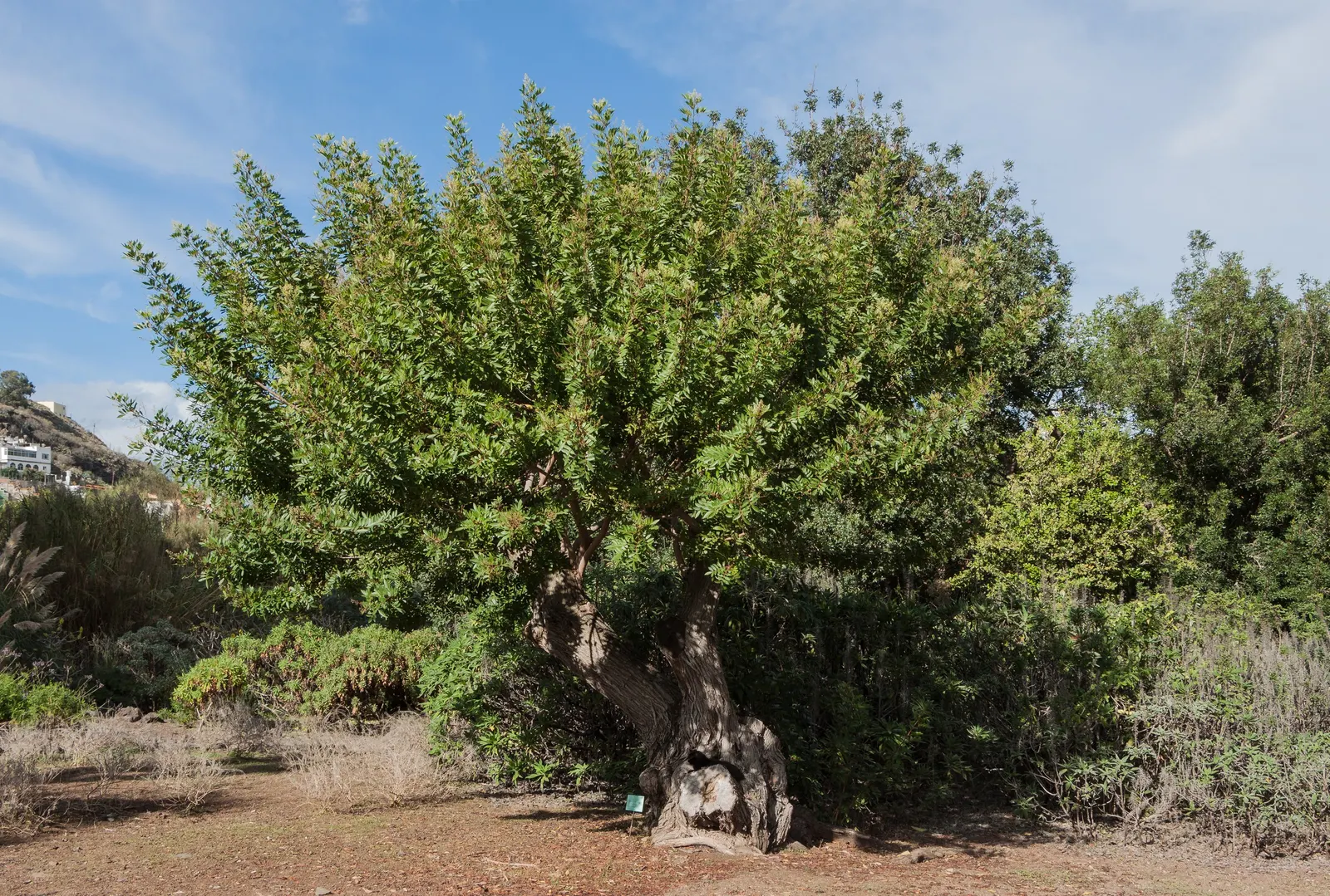 Brazilian Pepper Tree (Schinus Terebinthifolius) — Brazilian Pepper Tree (Schinus terebinthifolius) is an invasive evergreen; prefers full sun and adaptable to