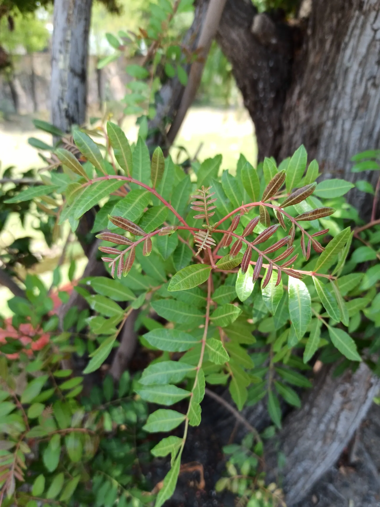 Brazilian Pepper Tree (Schinus Terebinthifolius) — gardeners should be cautious as it can be allergenic to some individuals