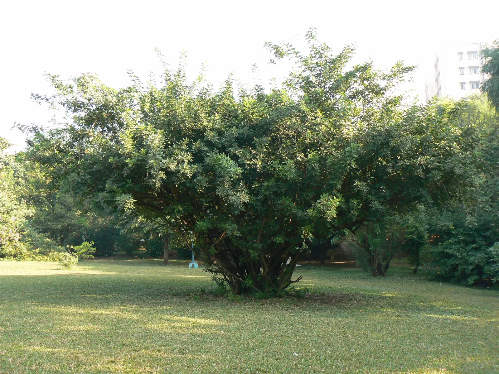 Brazilian Pepper Tree (Schinus Terebinthifolius) — Prefers full sun and adaptable to various soils; always consult local guidelines before incorporating this