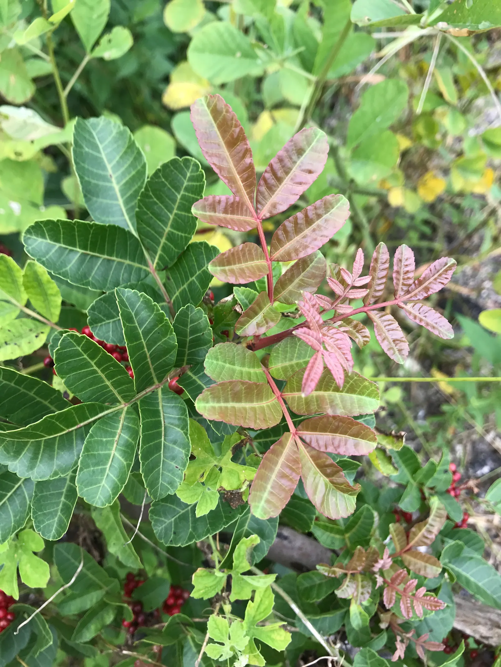 Brazilian Pepper Tree (Schinus Terebinthifolius) — while attractive to birds; which consists of compound leaves ranging from 4 to 8 inches in length