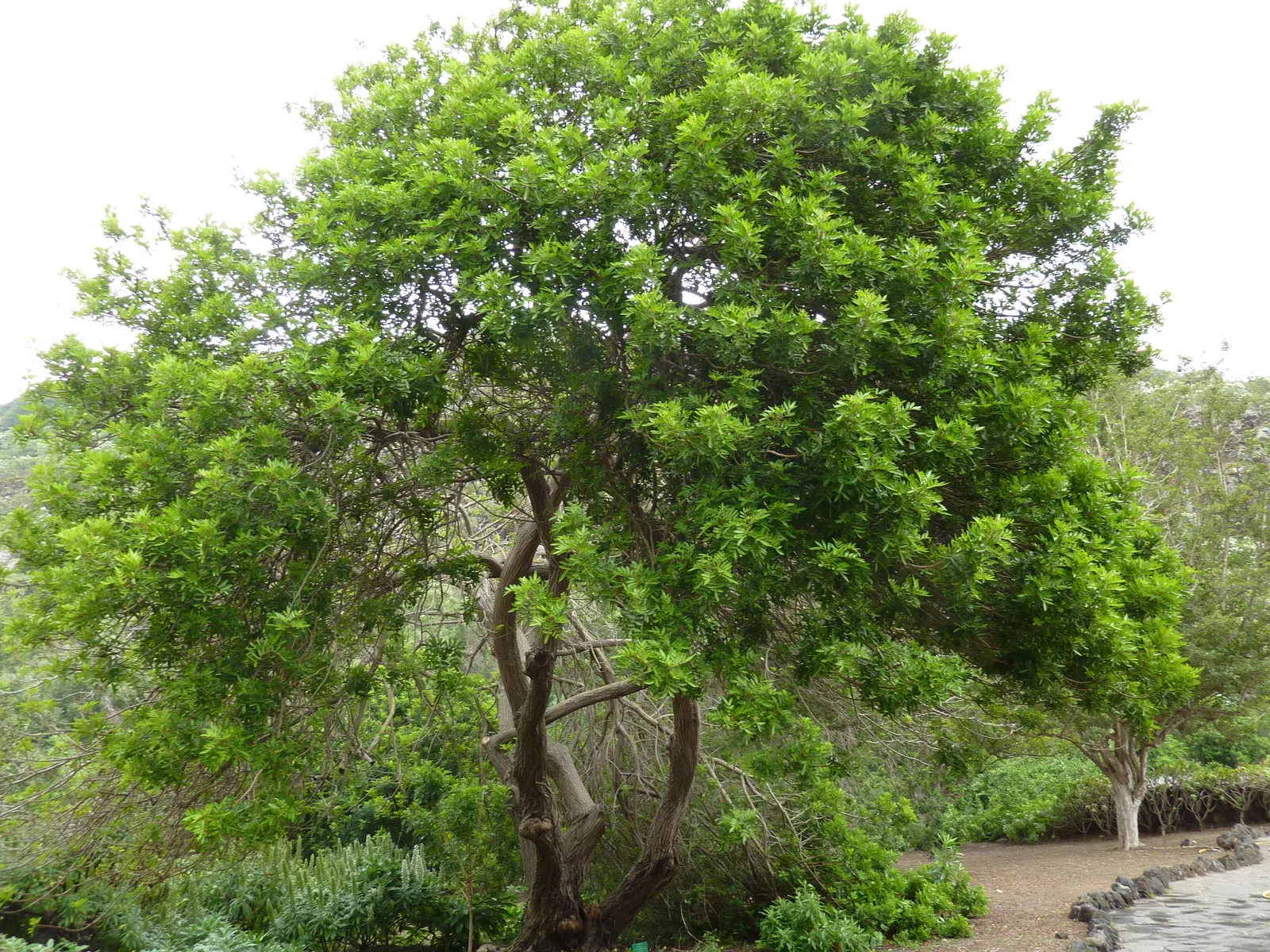 Brazilian Pepper Tree (Schinus Terebinthifolius) — scientifically known as Schinus terebinthifolius; always consult local guidelines before, image 64