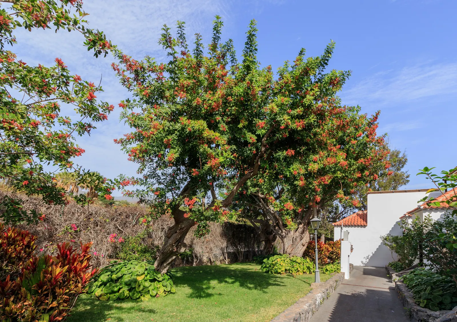 Brazilian Pepper Tree (Schinus Terebinthifolius) — It is drought-tolerant once established and can endure brief periods of flooding
