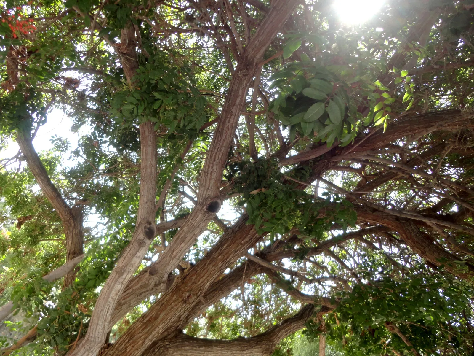 Brazilian Pepper Tree (Schinus Terebinthifolius) — which are later replaced by clusters of vibrant red berries; always consult local guidelines before