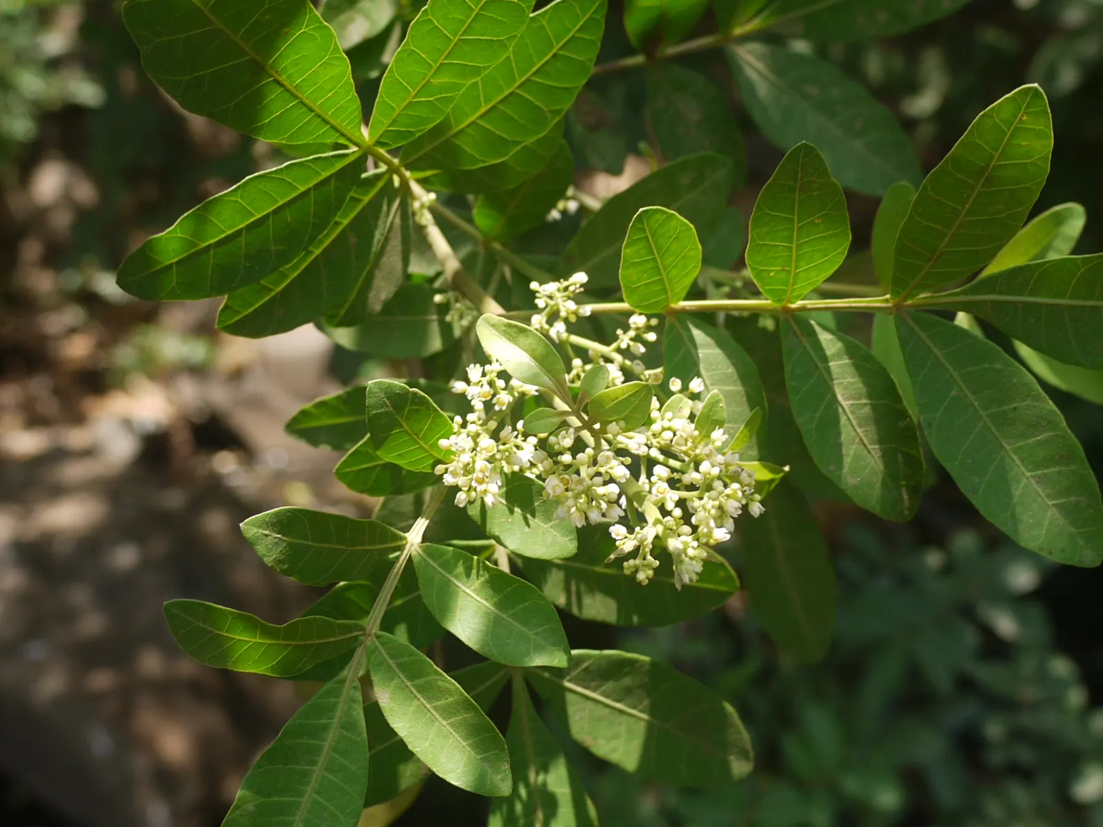 Brazilian Pepper Tree (Schinus Terebinthifolius) — scientifically known as Schinus terebinthifolius; always consult local guidelines before incorporating this