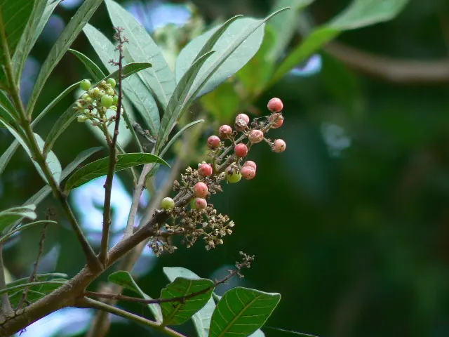 Brazilian Pepper Tree (Schinus Terebinthifolius) — It is drought-tolerant once established and can endure brief periods of flooding; prefers full sun and