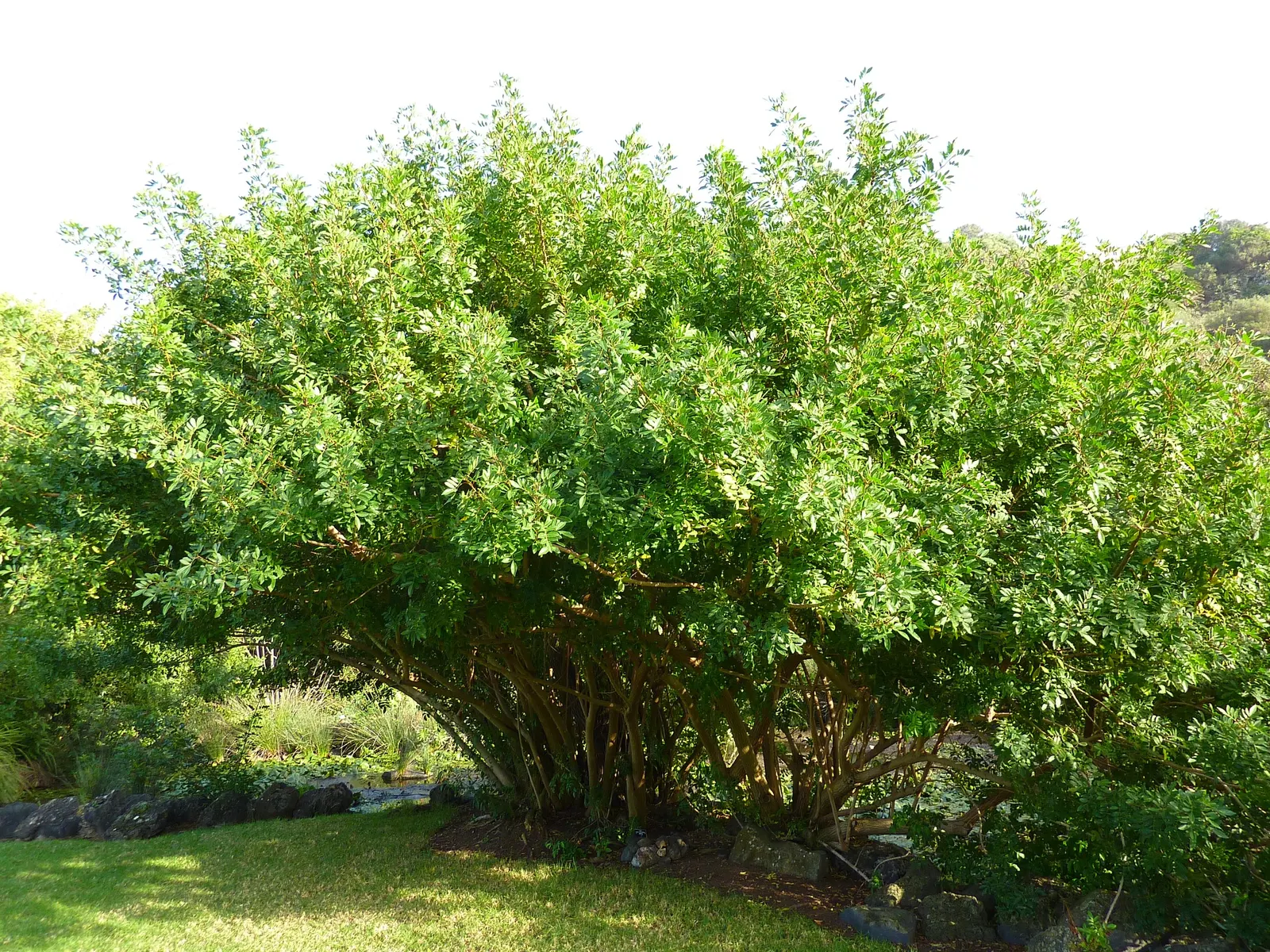 Brazilian Pepper Tree (Schinus Terebinthifolius) — It is drought-tolerant once established and can endure brief periods of flooding; prefers full, image 77
