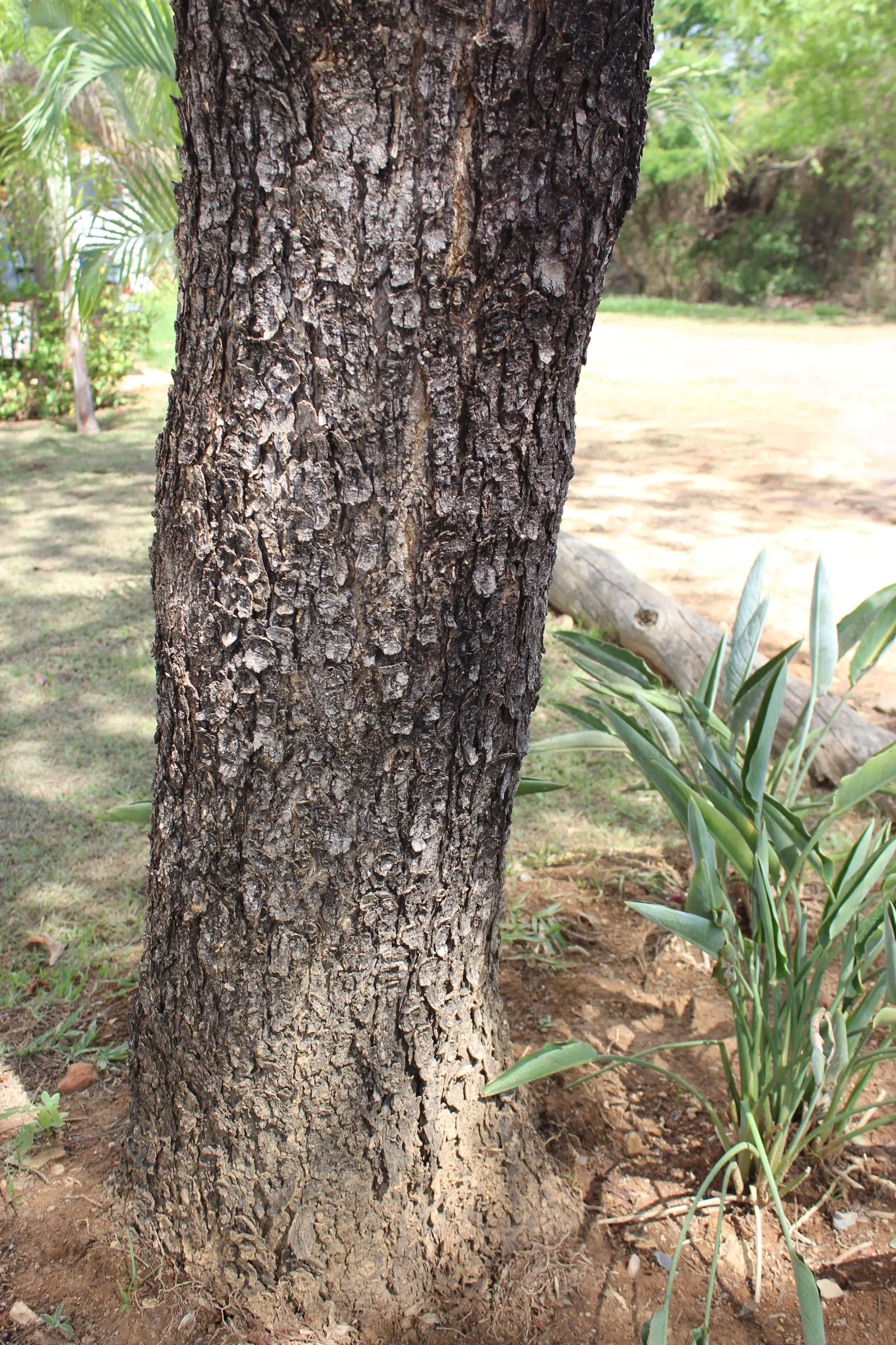 Brazilian Pepper Tree (Schinus Terebinthifolius) — this species produces small white flowers arranged in narrow