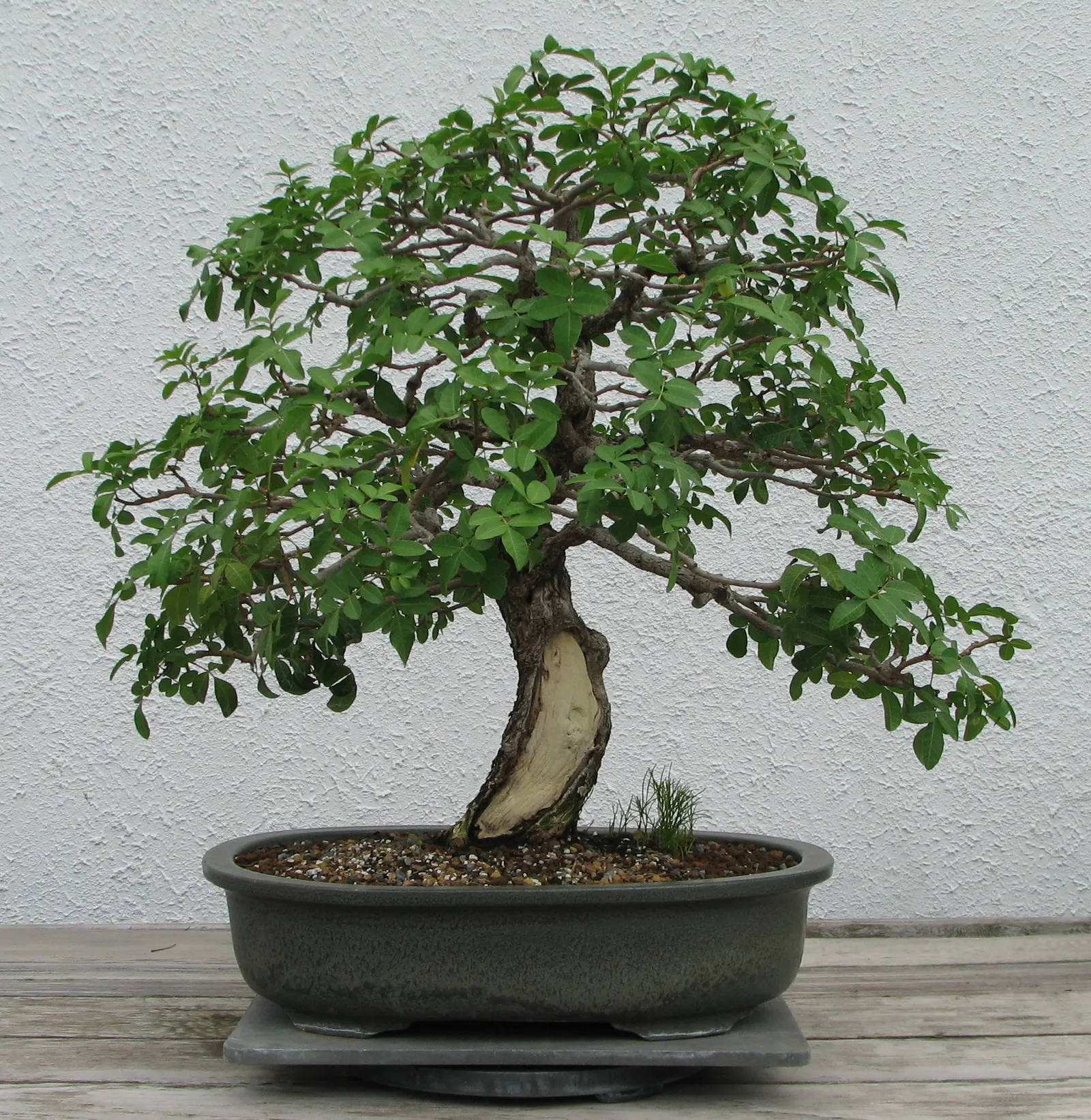 Brazilian Pepper Tree (Schinus Terebinthifolius) — which consists of compound leaves ranging from 4 to 8 inches in length; while attractive to birds, image 67