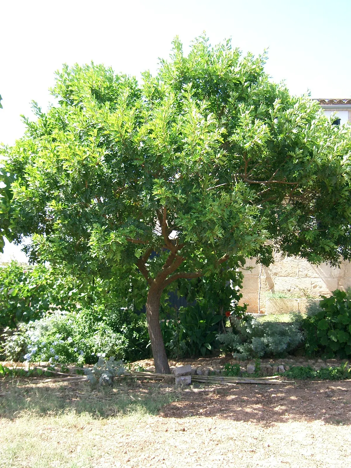 Brazilian Pepper Tree (Schinus Terebinthifolius) — while attractive to birds