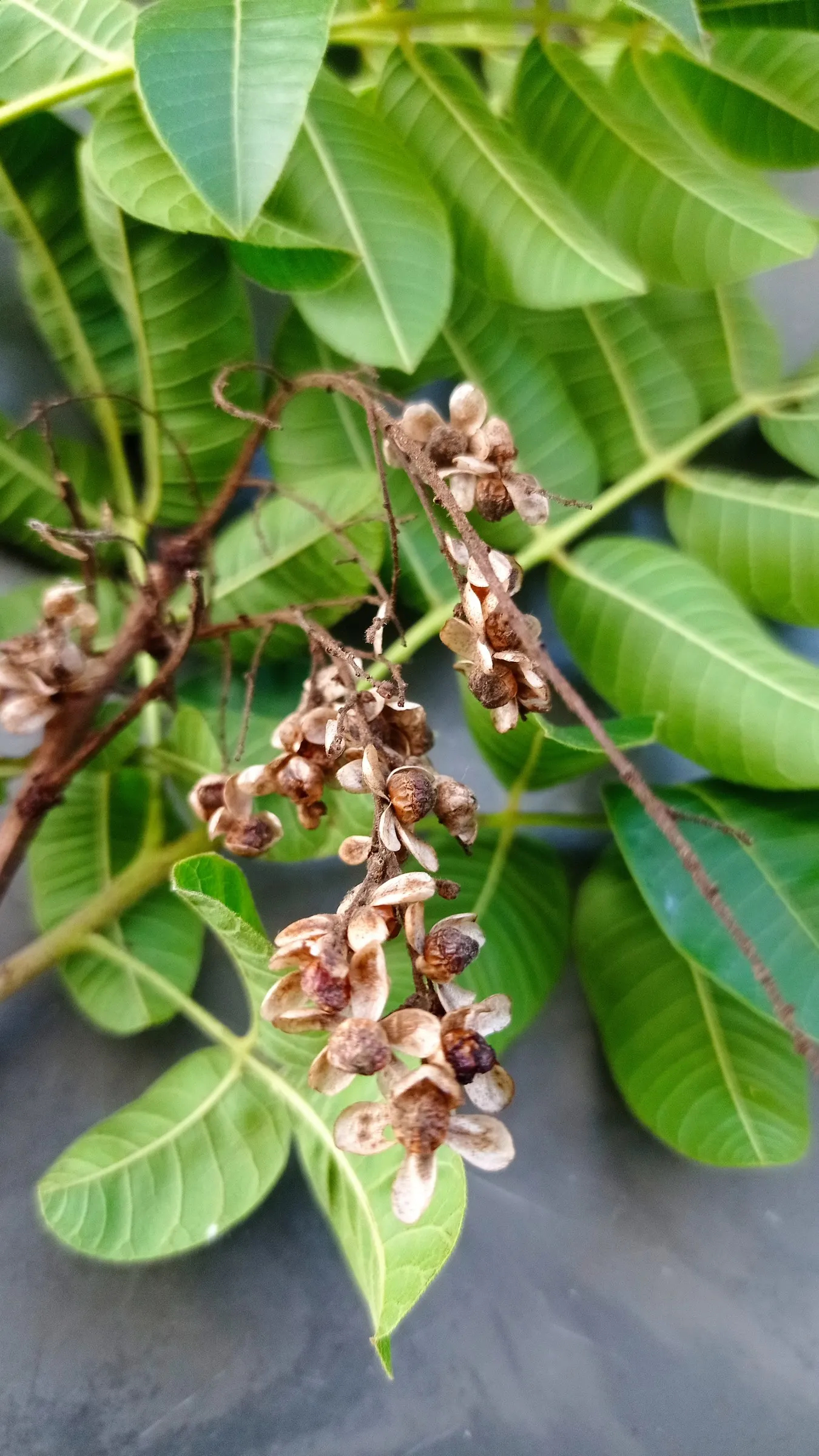 Brazilian Pepper Tree (Schinus Terebinthifolius) — Use as an ornamental must be controlled