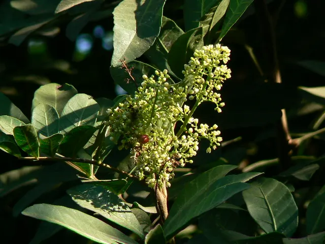 Brazilian Pepper Tree (Schinus Terebinthifolius) — is a robust evergreen species native to subtropical and tropical zones of South America; prefers full sun
