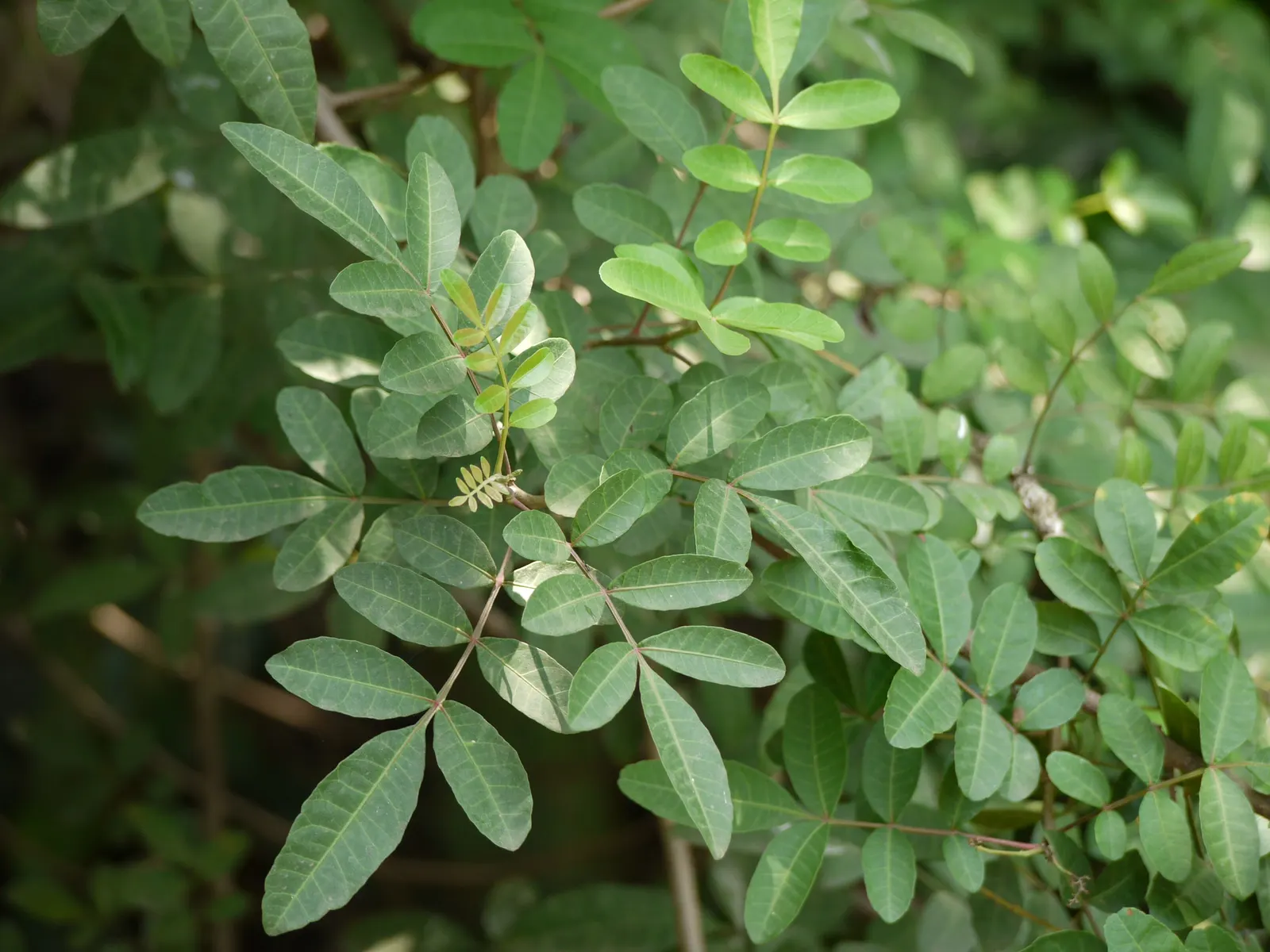 Brazilian Pepper Tree (Schinus Terebinthifolius) — Brazilian Pepper Tree (Schinus terebinthifolius) is an invasive evergreen; prefers full sun and, image 57