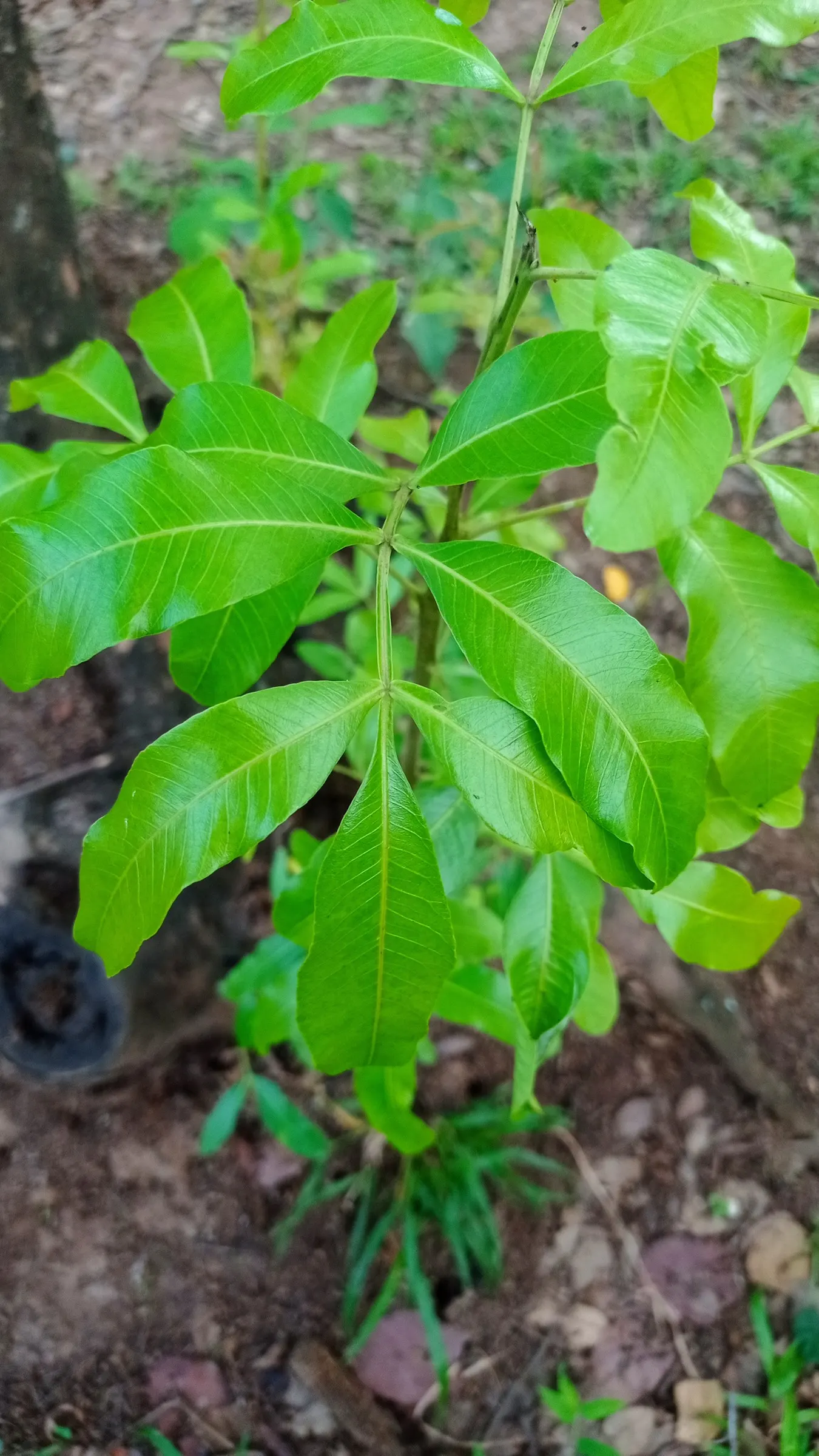 Brazilian Pepper Tree (Schinus Terebinthifolius) — Not recommended for ecological landscaping