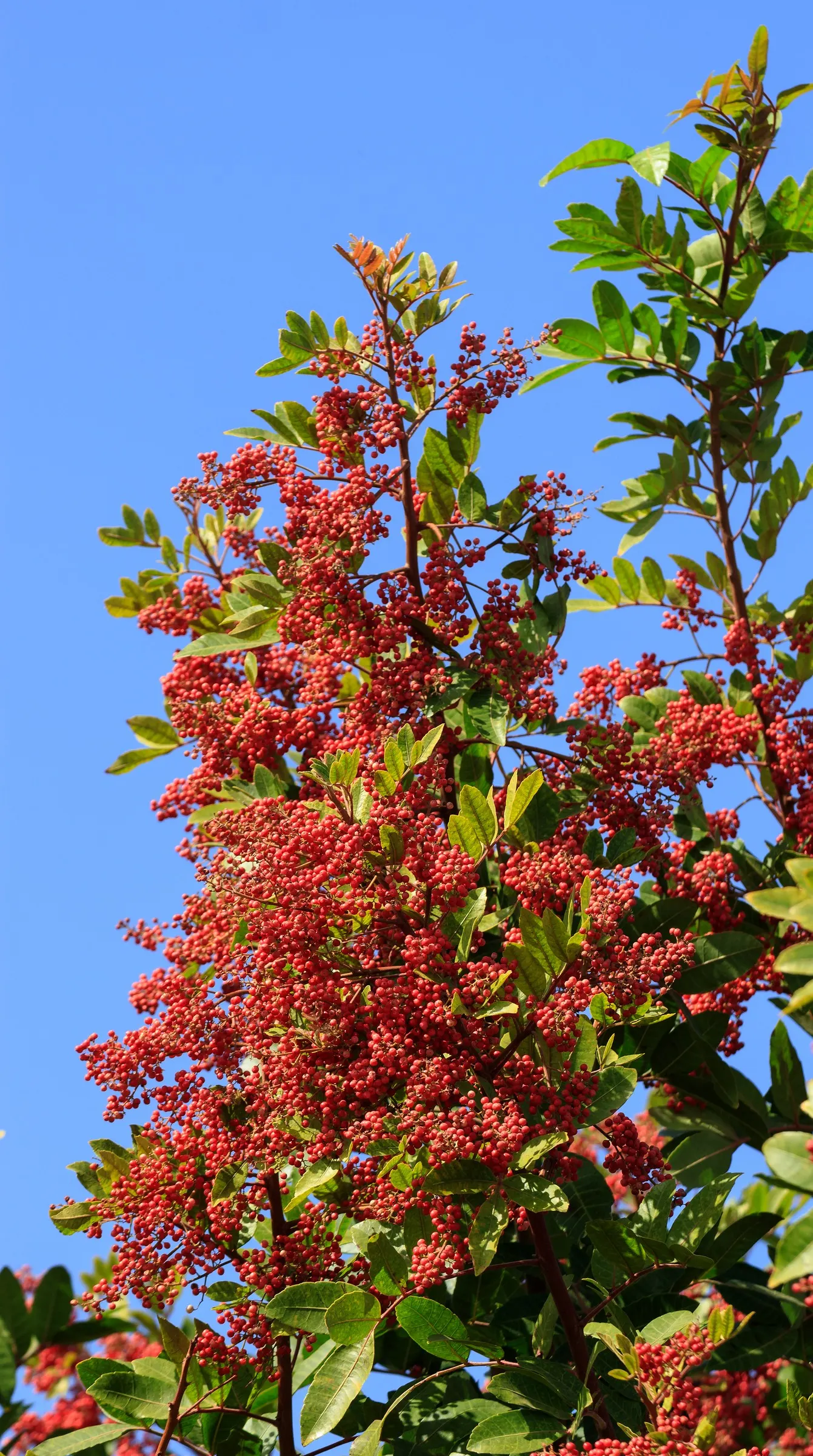 Brazilian Pepper Tree (Schinus Terebinthifolius) — contribute to this tree's invasive nature; while attractive to birds