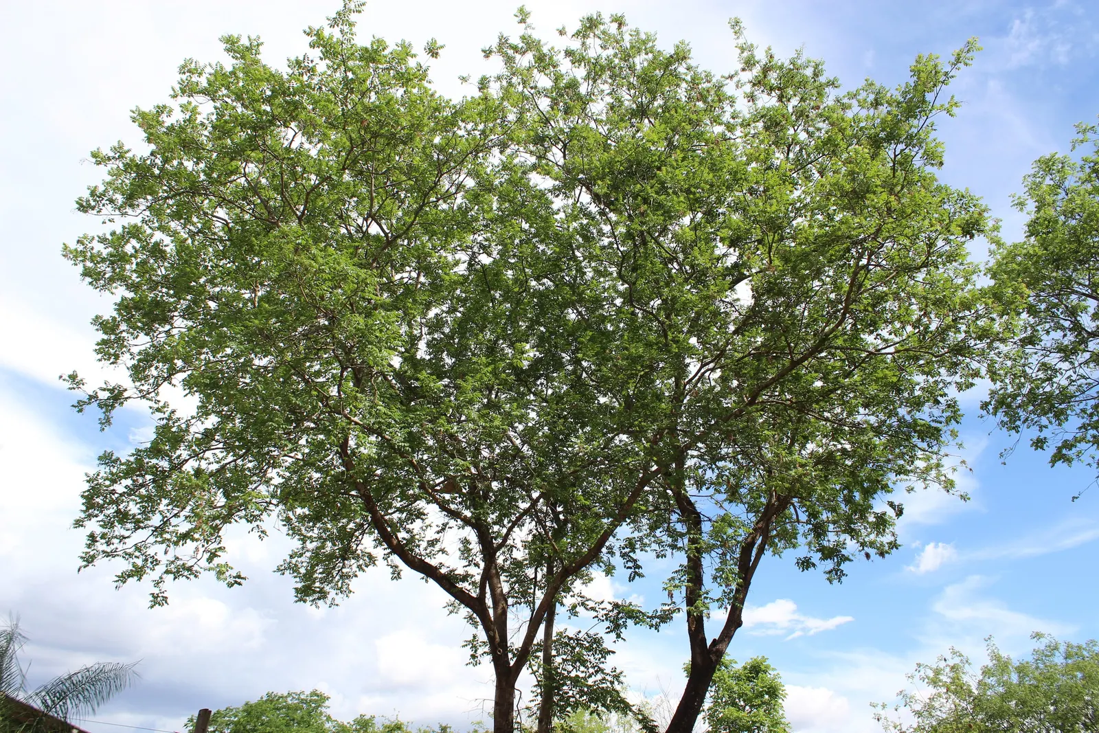 Brazilian Pepper Tree (Schinus Terebinthifolius) — which are later replaced by clusters of vibrant red berries; always consult local guidelines, image 72