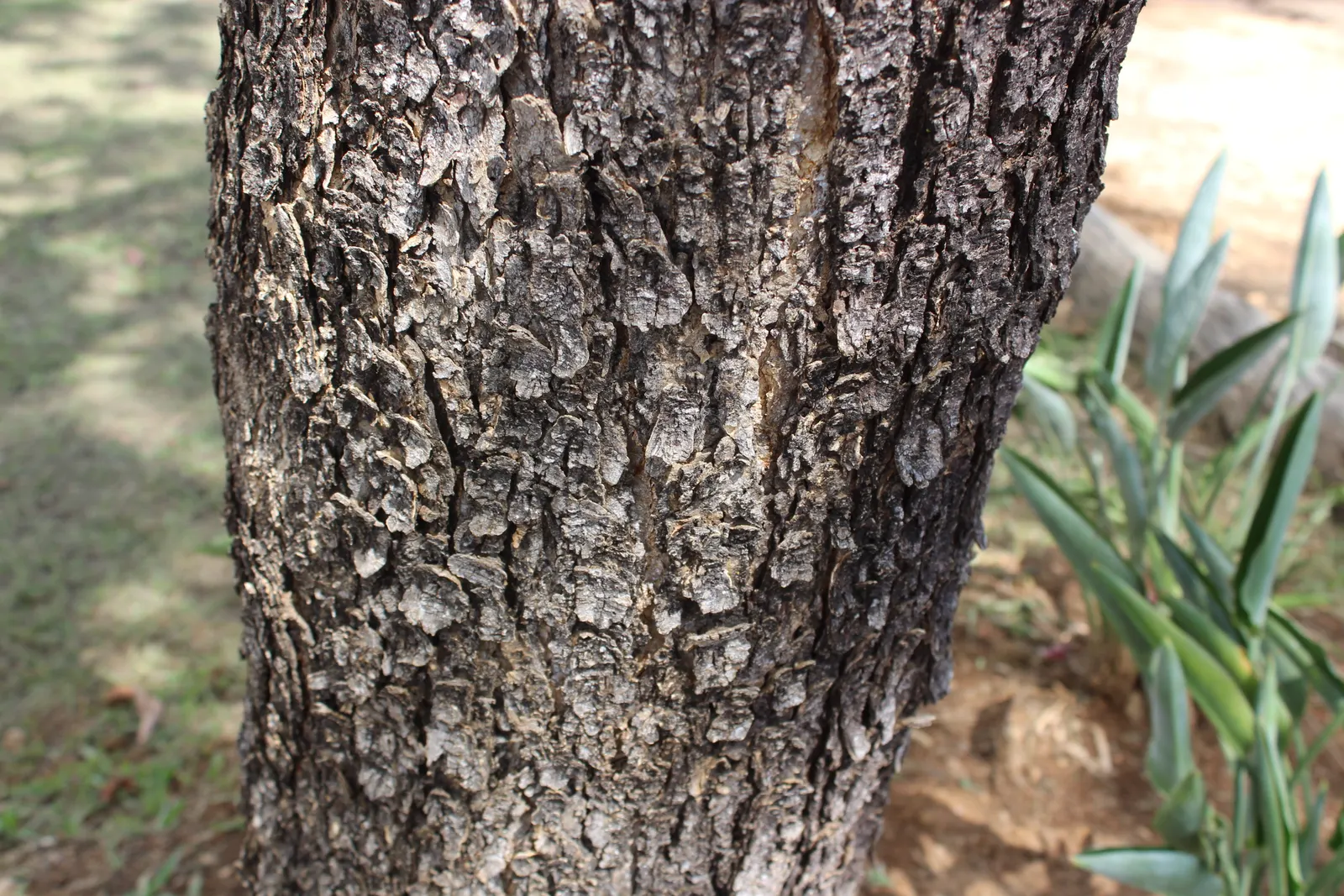Brazilian Pepper Tree (Schinus Terebinthifolius) — it may be considered a prohibited species due to its aggressive growth habits; always consult, image 80