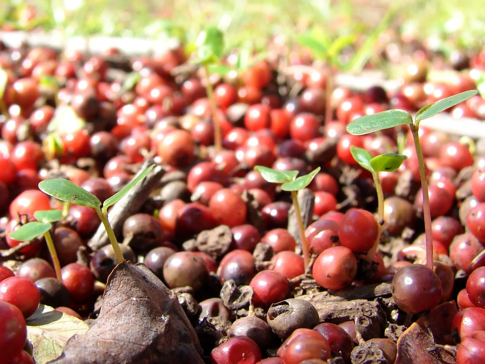 Brazilian Pepper Tree (Schinus Terebinthifolius) — each approximately 1 to 2 inches long
