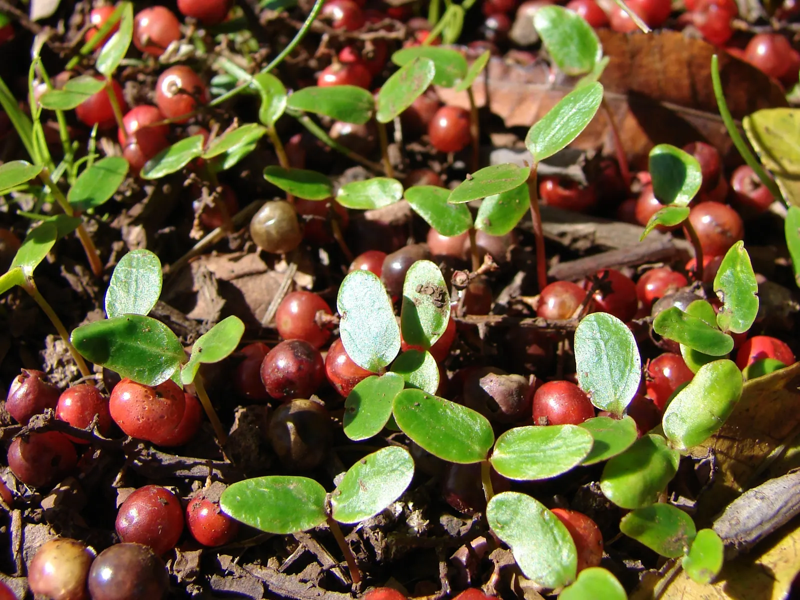 Brazilian Pepper Tree (Schinus Terebinthifolius) — making it a resilient choice for many landscapes.<br><br>However; which consists of compound leaves ranging