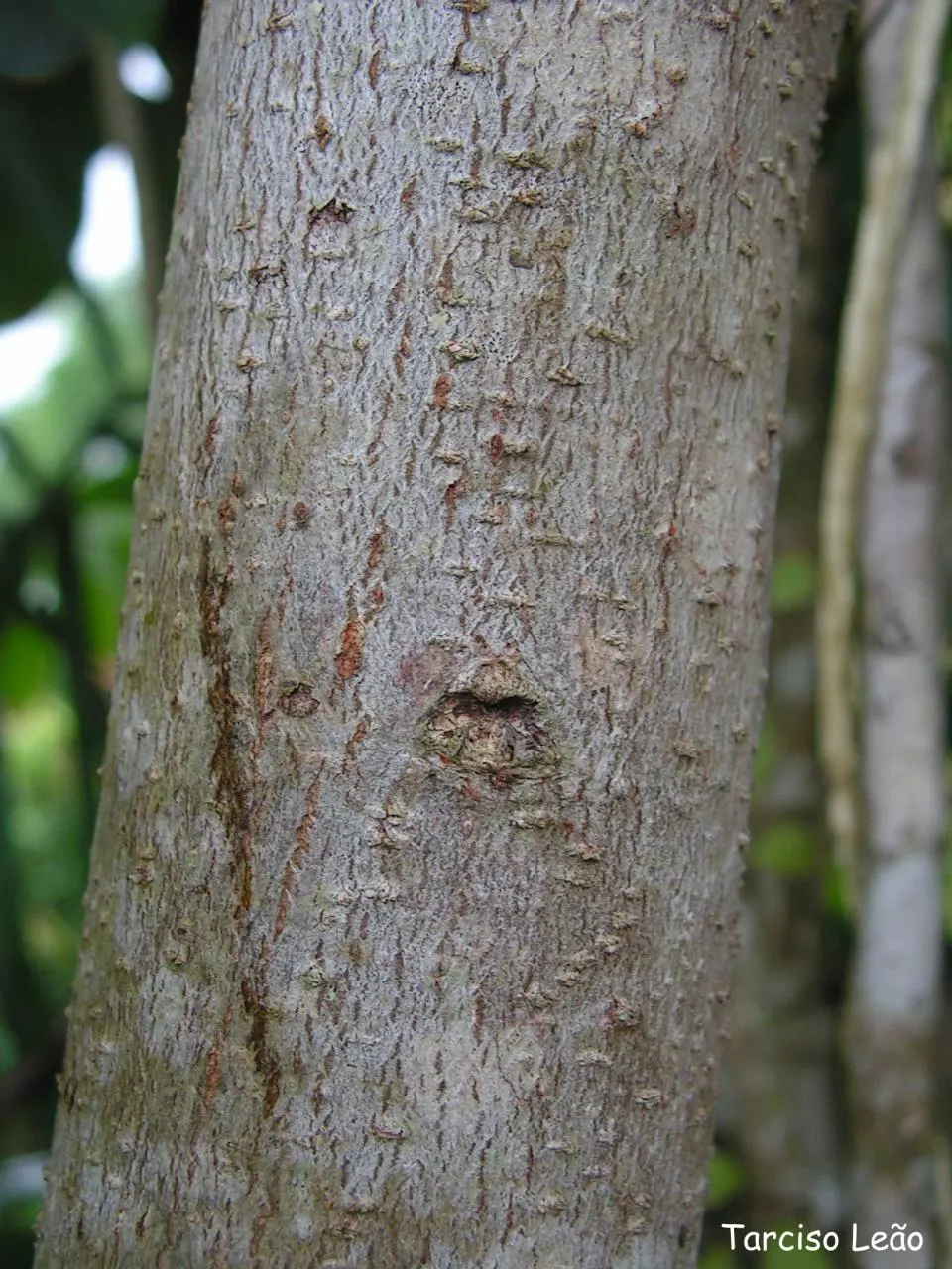 Brazilian Pepper Tree (Schinus Terebinthifolius) — Leaves are composed of 5 to 13 leaflets