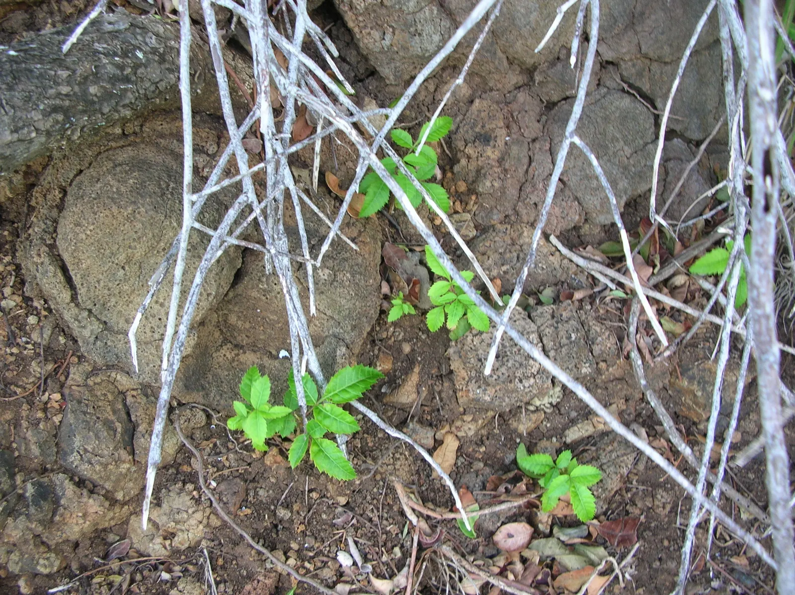 Brazilian Pepper Tree (Schinus Terebinthifolius) — it may be considered a prohibited species due to its aggressive growth habits