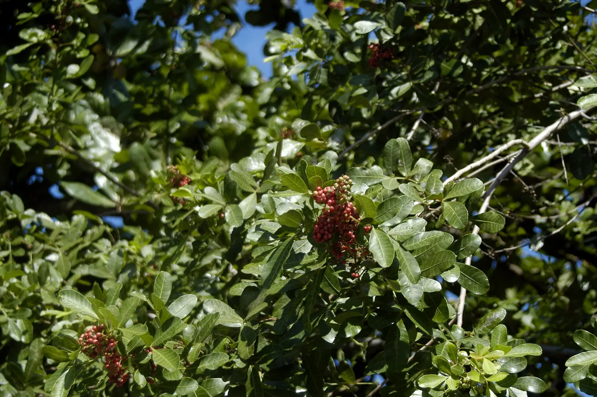 Brazilian Pepper Tree (Schinus Terebinthifolius) — making it a resilient choice for many landscapes.<br><br>However