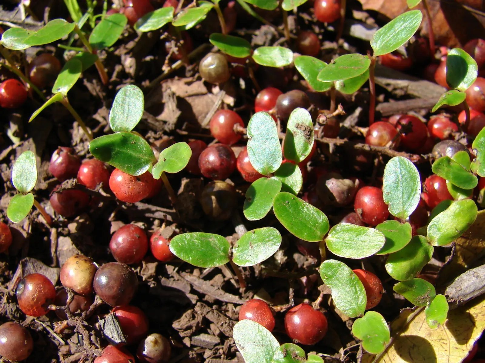 Brazilian Pepper Tree (Schinus Terebinthifolius) — Use as an ornamental must be controlled; which consists of compound leaves ranging from 4 to 8, image 62